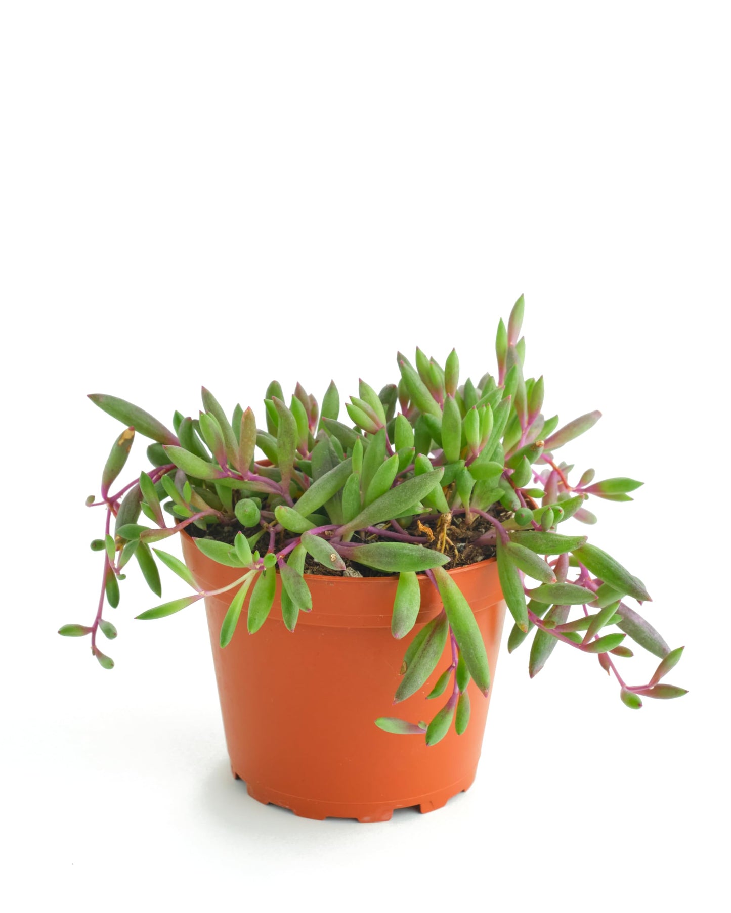 Shop Succulents | String of Succulents Collection | Ruby Necklace (Othonna Capensis) Live Outdoor/Indoor Hanging Succulent Plant | Fully Rooted in Soil