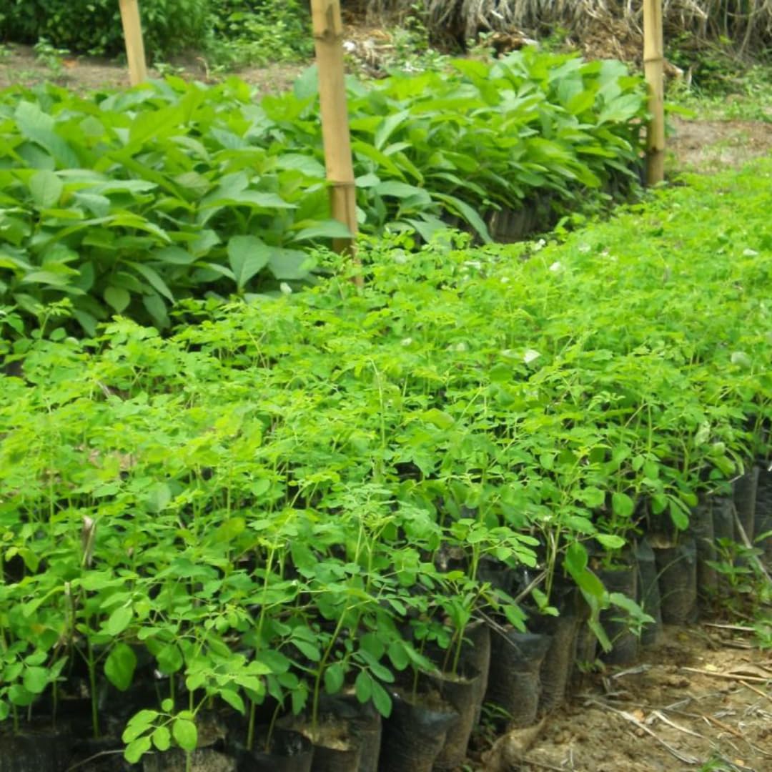 Sets 2 Live Malunggay Moringa Plants in One Pot for Planting, Oleifera Drumstick Horseradish Plants Live, 6 to 8 Inc Tall, Well-Rooted