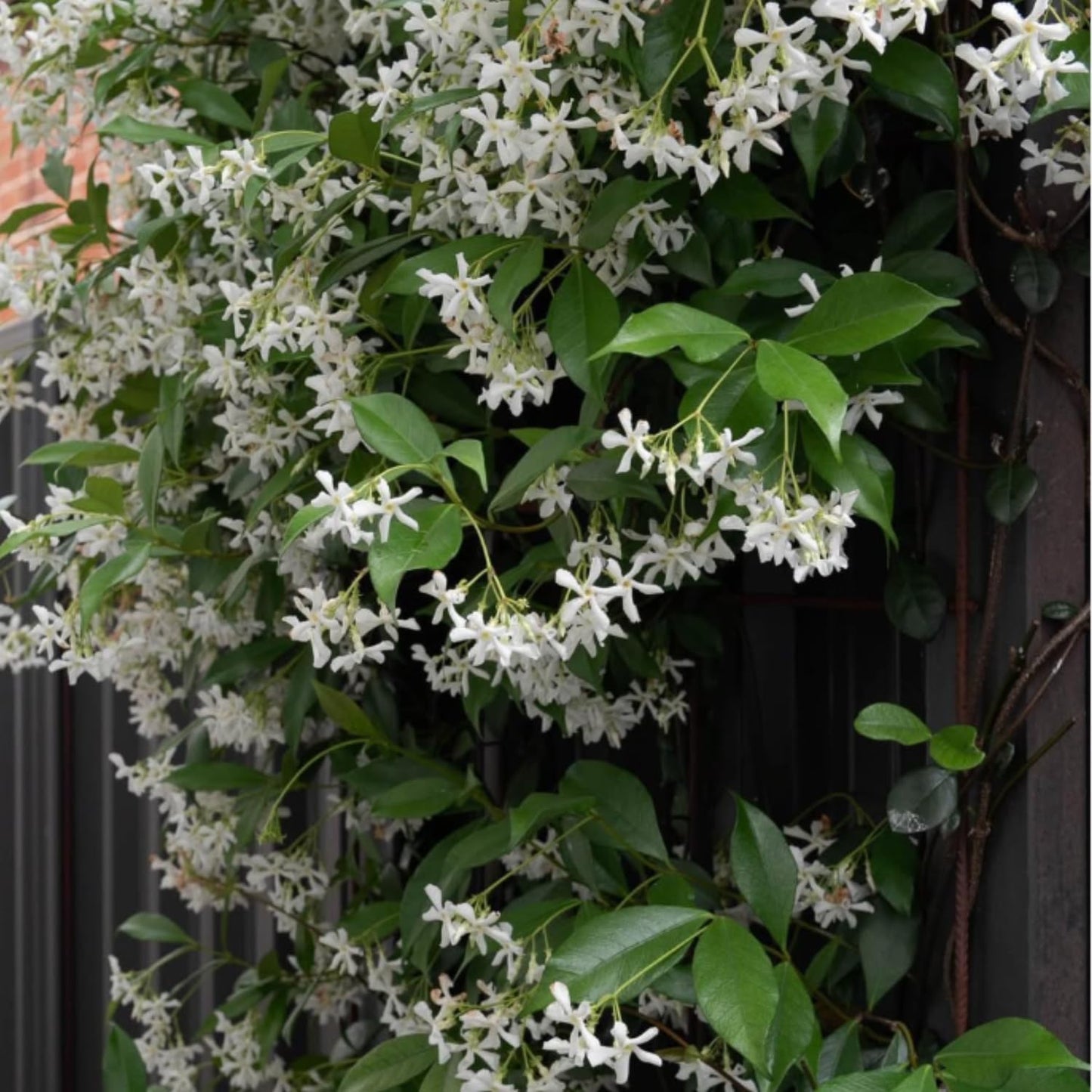 Star Jasmine Live Plant, Live Fragrant Jasmine Flowering Vine, 8-10'' Tall in 3 Inches Pot, Outdoor Planting