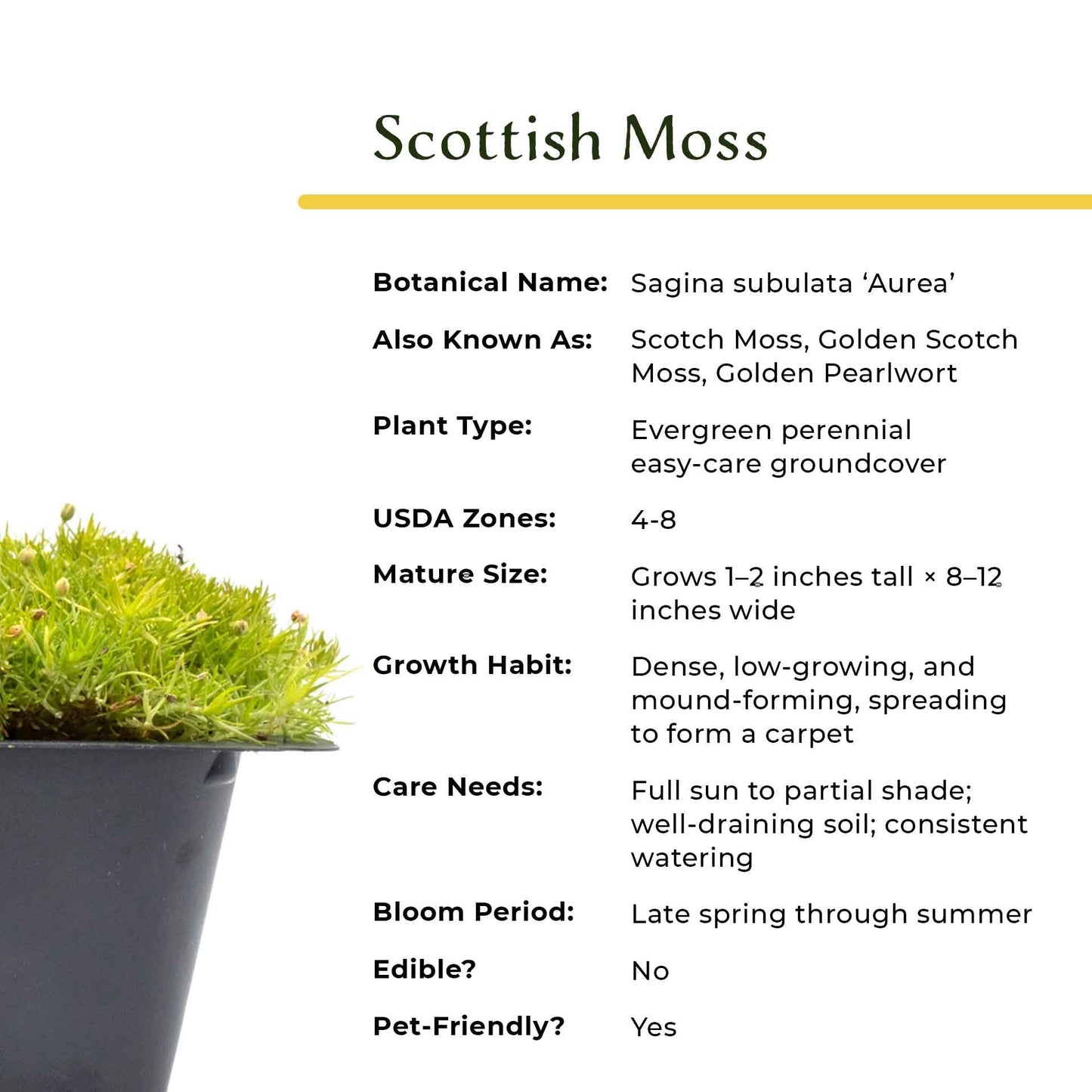 6 Scottish Moss – Soft Golden Evergreen Groundcover for Rock Gardens, Pathways & Containers (Sagina subulata ‘Aurea’) in 2.5″ Cubes, Live Plants