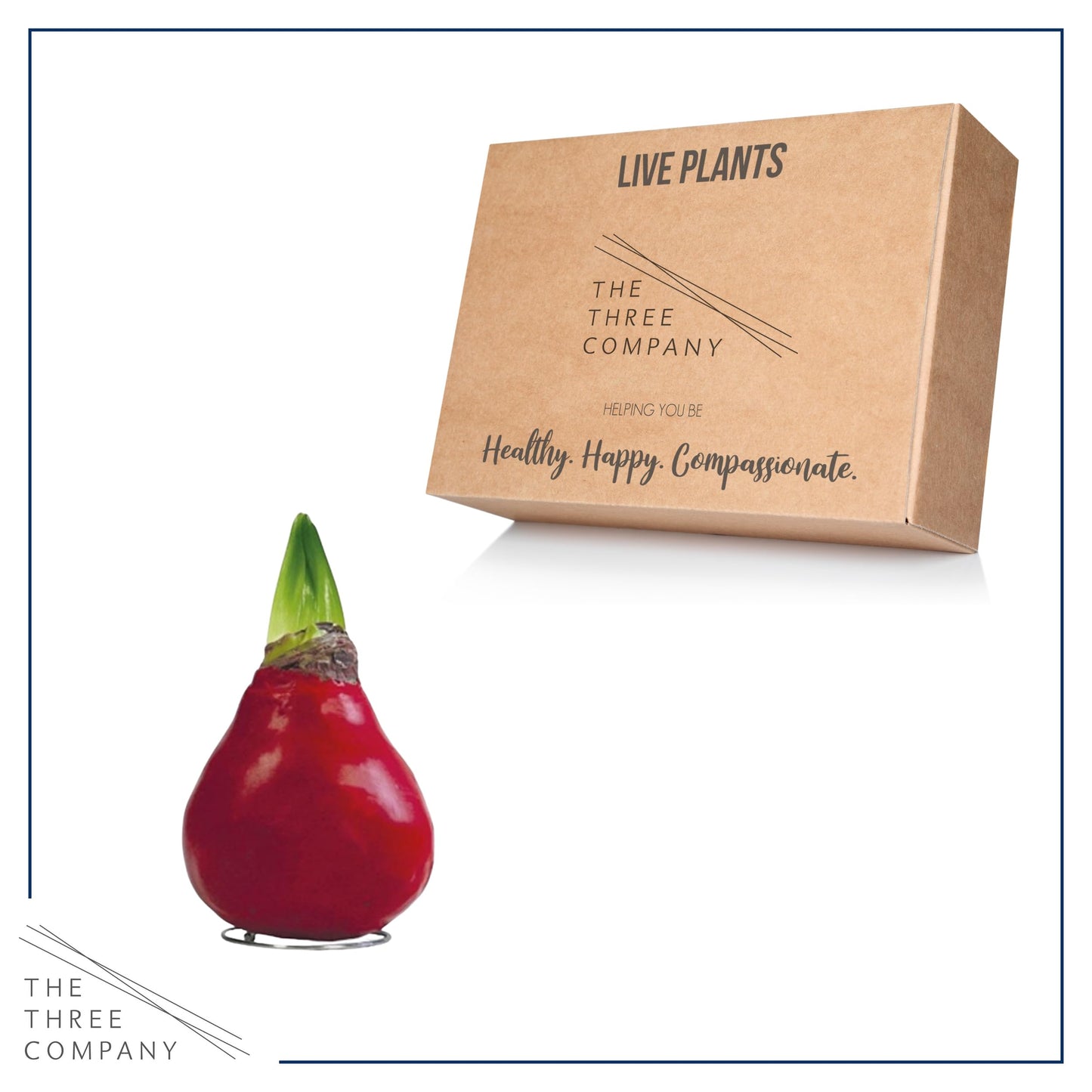 Waxed Amaryllis Bulb - Red Wax, White Blooms - Easy Care - No Watering Needed! Beautiful Live Décor!