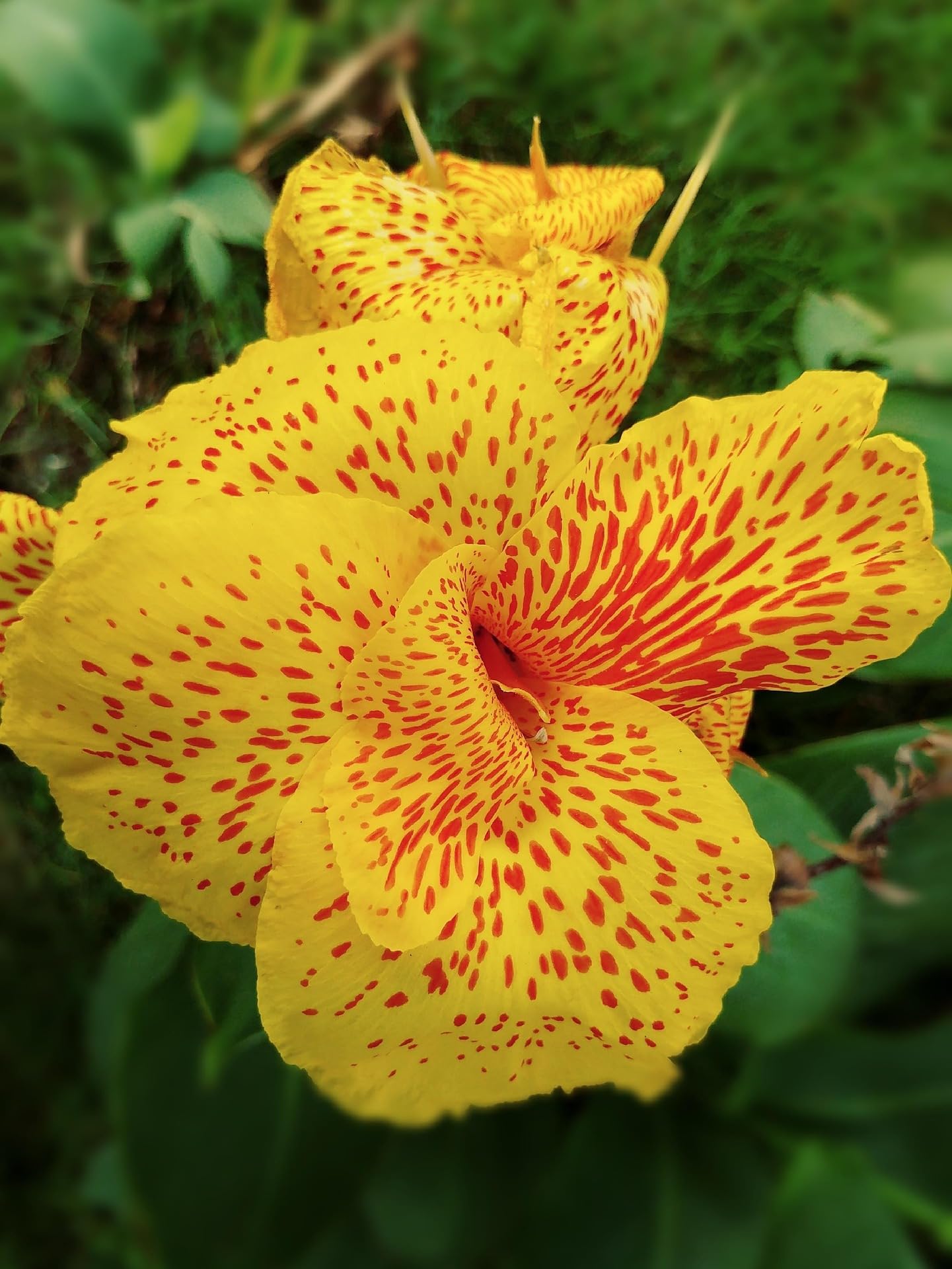 Canna Lily Picasso Rhizome Bulbs for Spring Planting, Flowering Root (2)