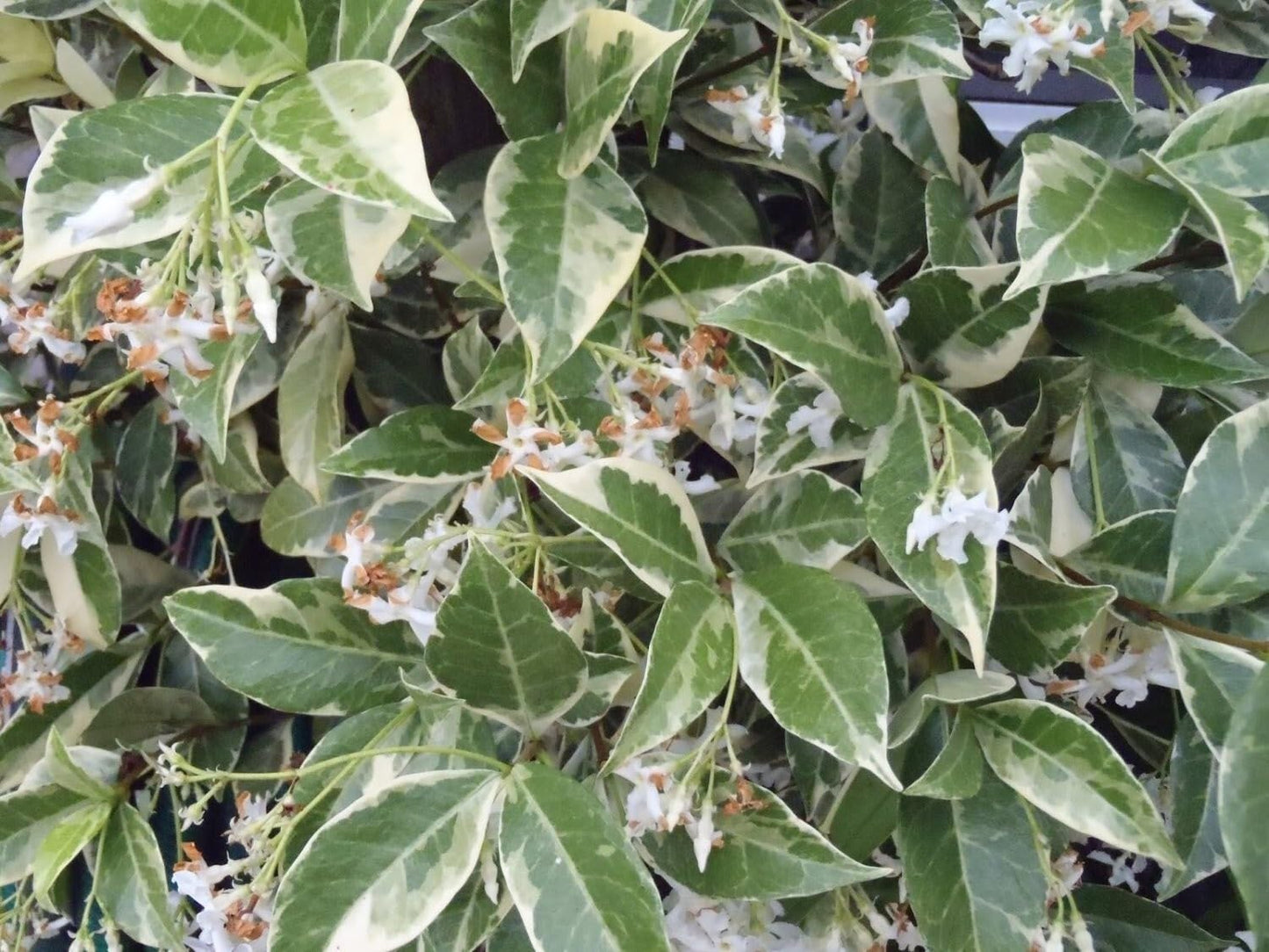Live Plant - Variegated Confederate Jasmine Trachelospermum Jasminoides Rooted Starter Plant