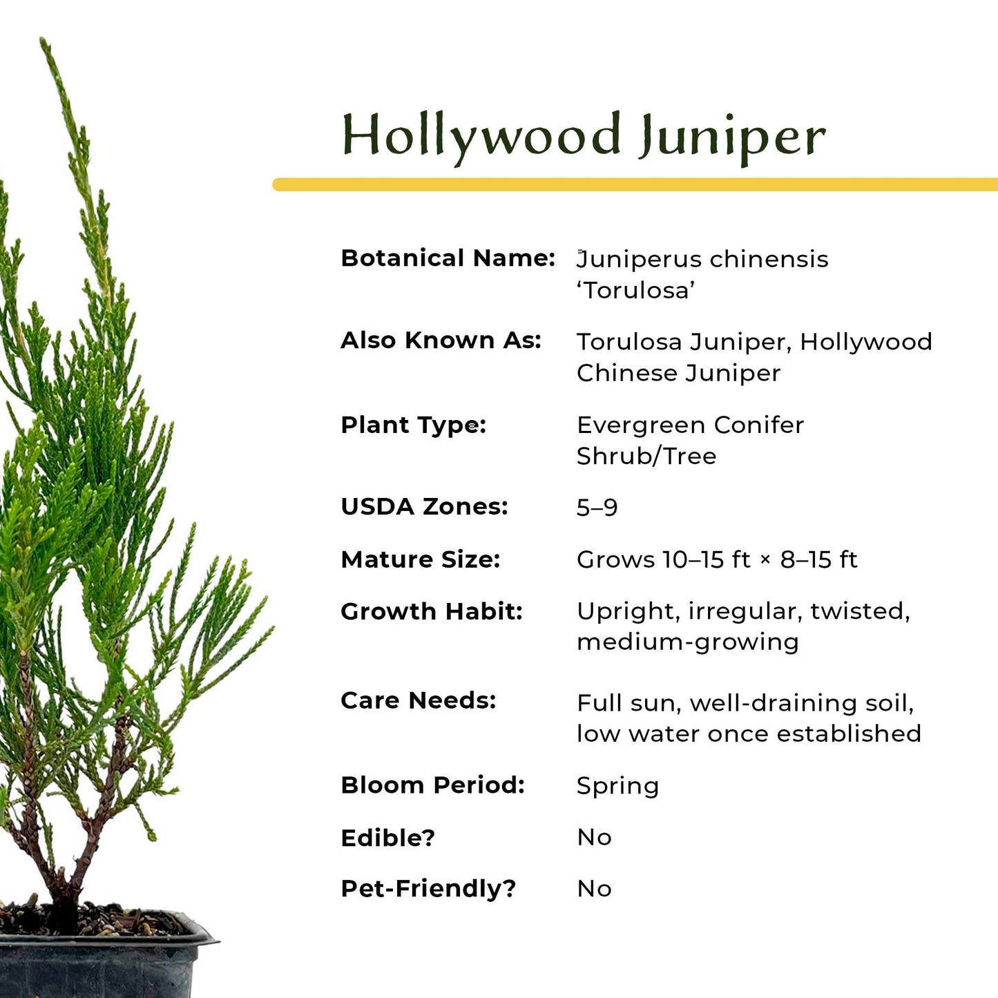 4 Hollywood Juniper – Sculptural Twisted Evergreen Conifer Shrub for Hedges, Borders & Container Planting (Juniperus chinensis ‘Torulosa’) in 3.5″ Cubes, Live Plants
