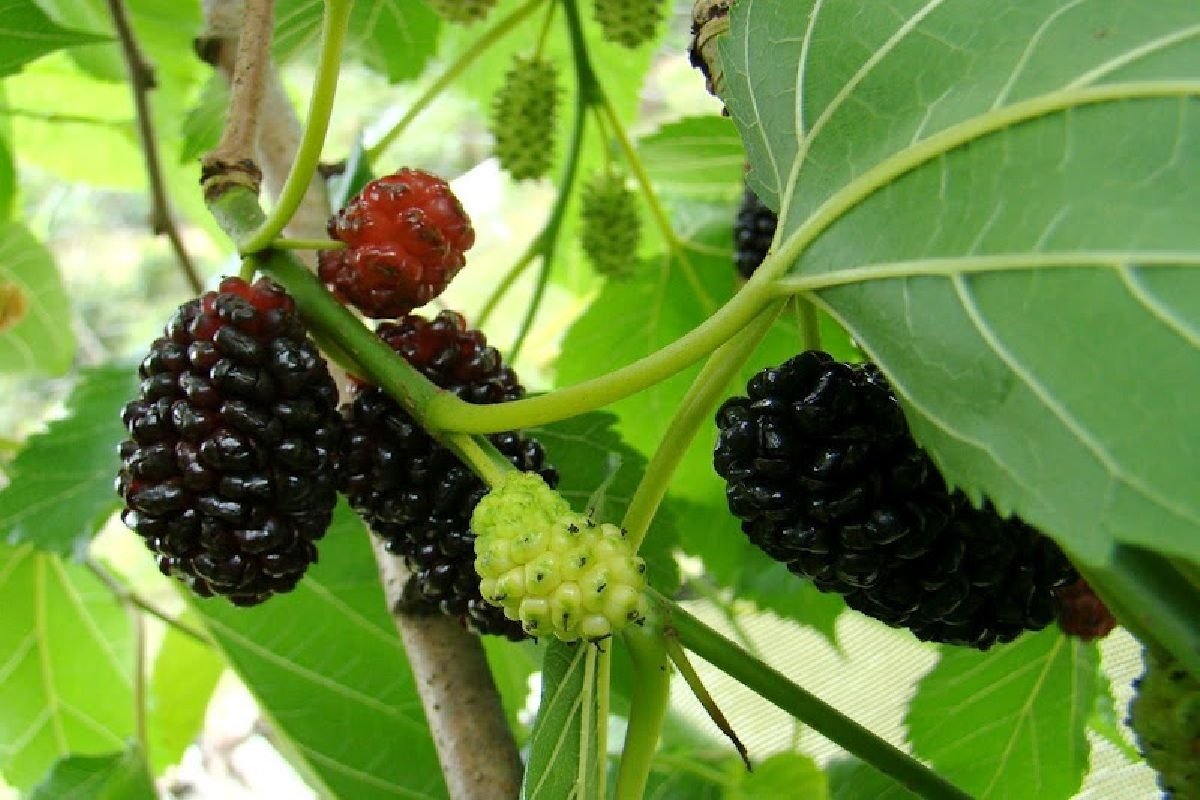 Live Plant Mulberry Tree - 'Dwarf Everbearing' - Morus Nigra