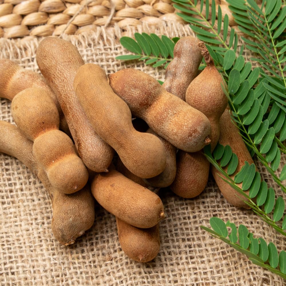 Sour Tamarind Tree Live Plant, Tamarind Plant, Well Rooted 2 Feet Tall, 3 Gallon Pot, Tropical Fruit for Edible Garden and Backyard, No Ship to CA