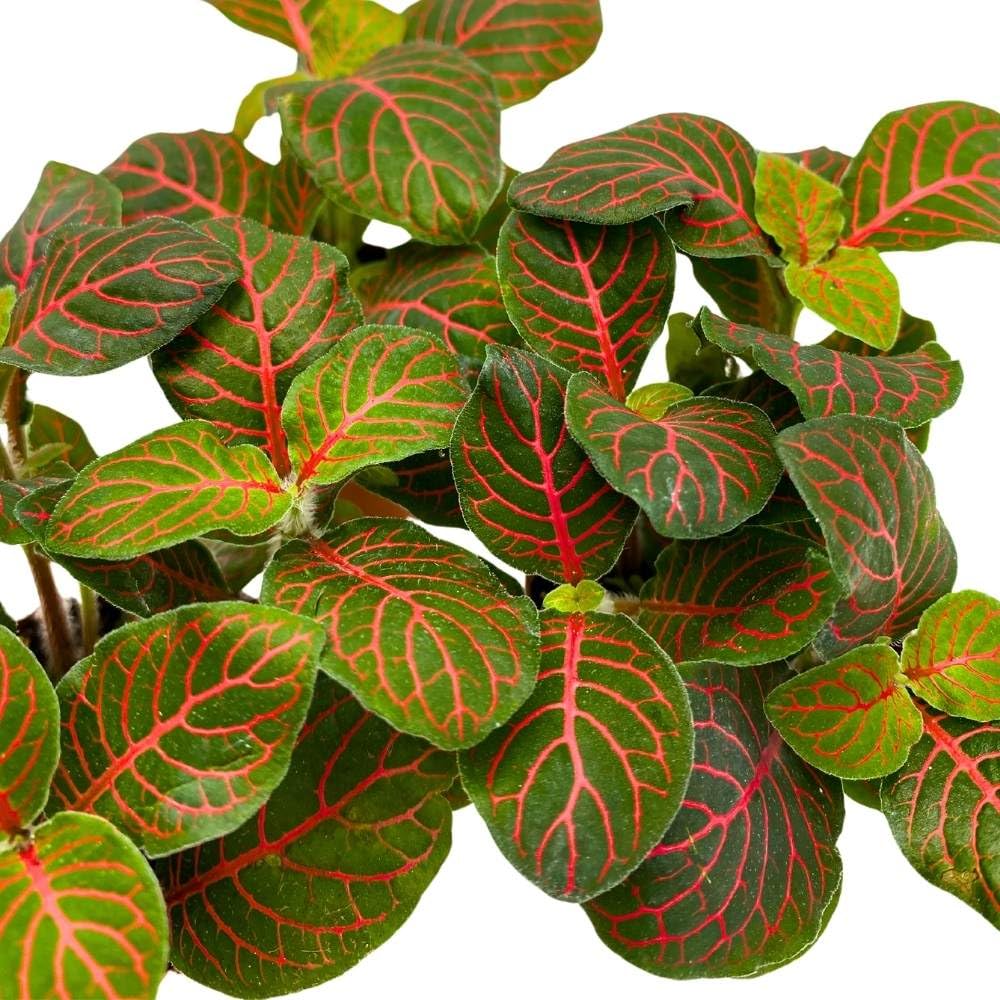 BubbleBlooms Red Nerve Plant 2 inch Set of 3 Mosaic Red Veined Fittonia Tiny Mini Pixie Plants