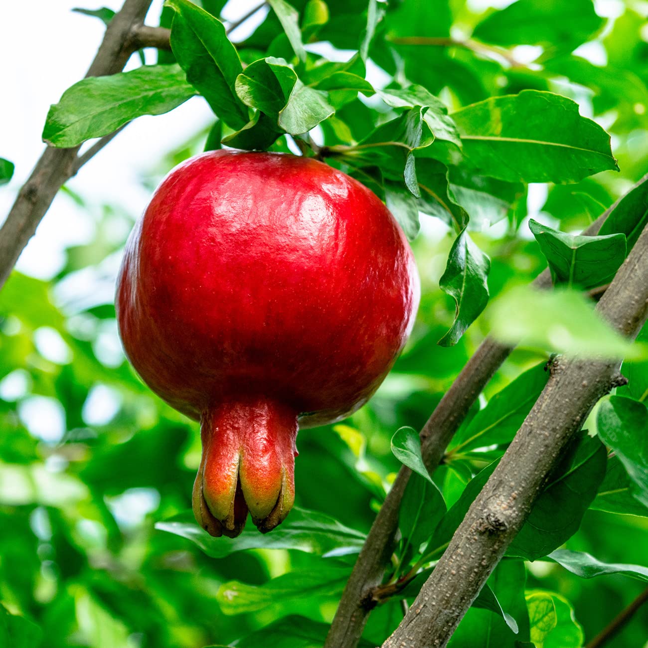 Russian Pomegranate in a 3 Gal. Grower's Pot | Cold Hardy Drought Tolerant | Yields Large Delicious Fruit | Real Dwarf Fruiting Tree