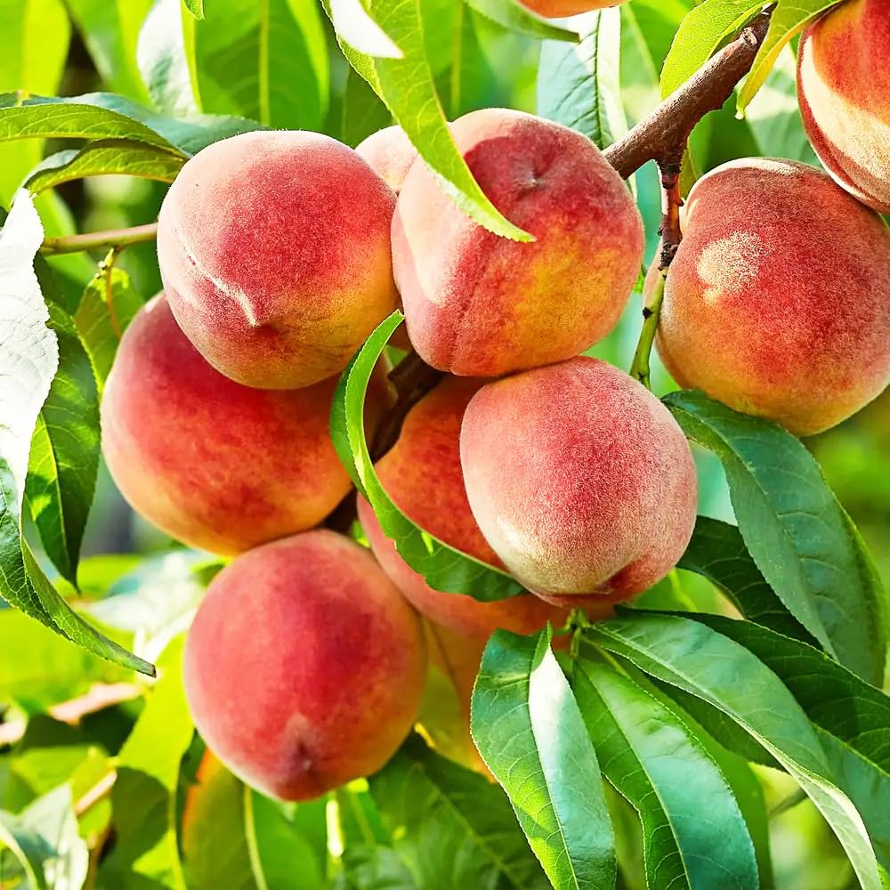 5 Pieces Nemaguard Peach Fruit Tree Seeds for Planting Outdoor- Perennial Non GMO Fruit Seeds Tasty Sweet Great Home Garden Gift