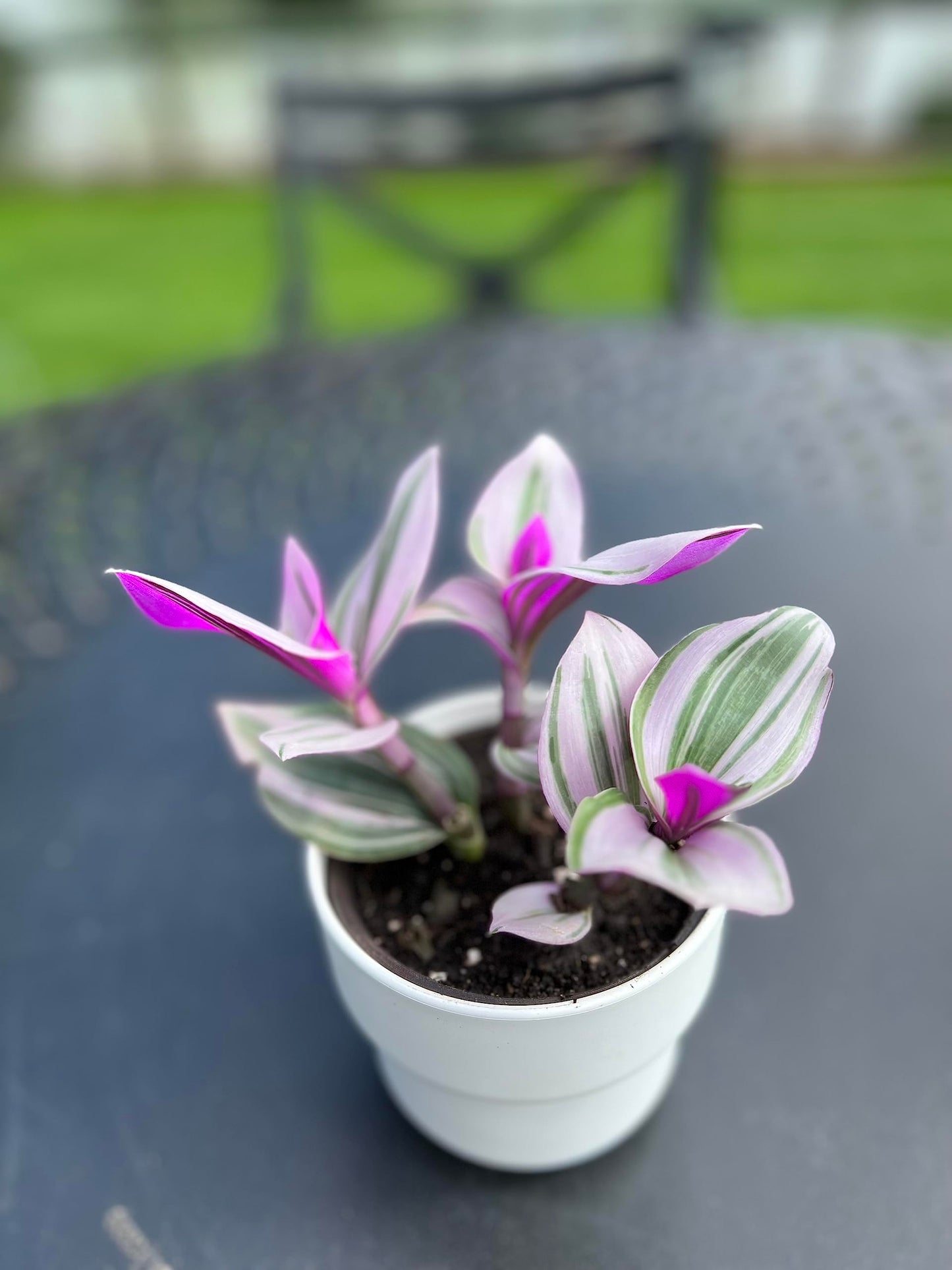 Wandering Jew Tradescantia Nanouk Lilac Live Plant - Unique Houseplants for Easy Indoor Gardens & Home Decor Gifts - Potted Tiny Houseplants 4" inch White Pot Included