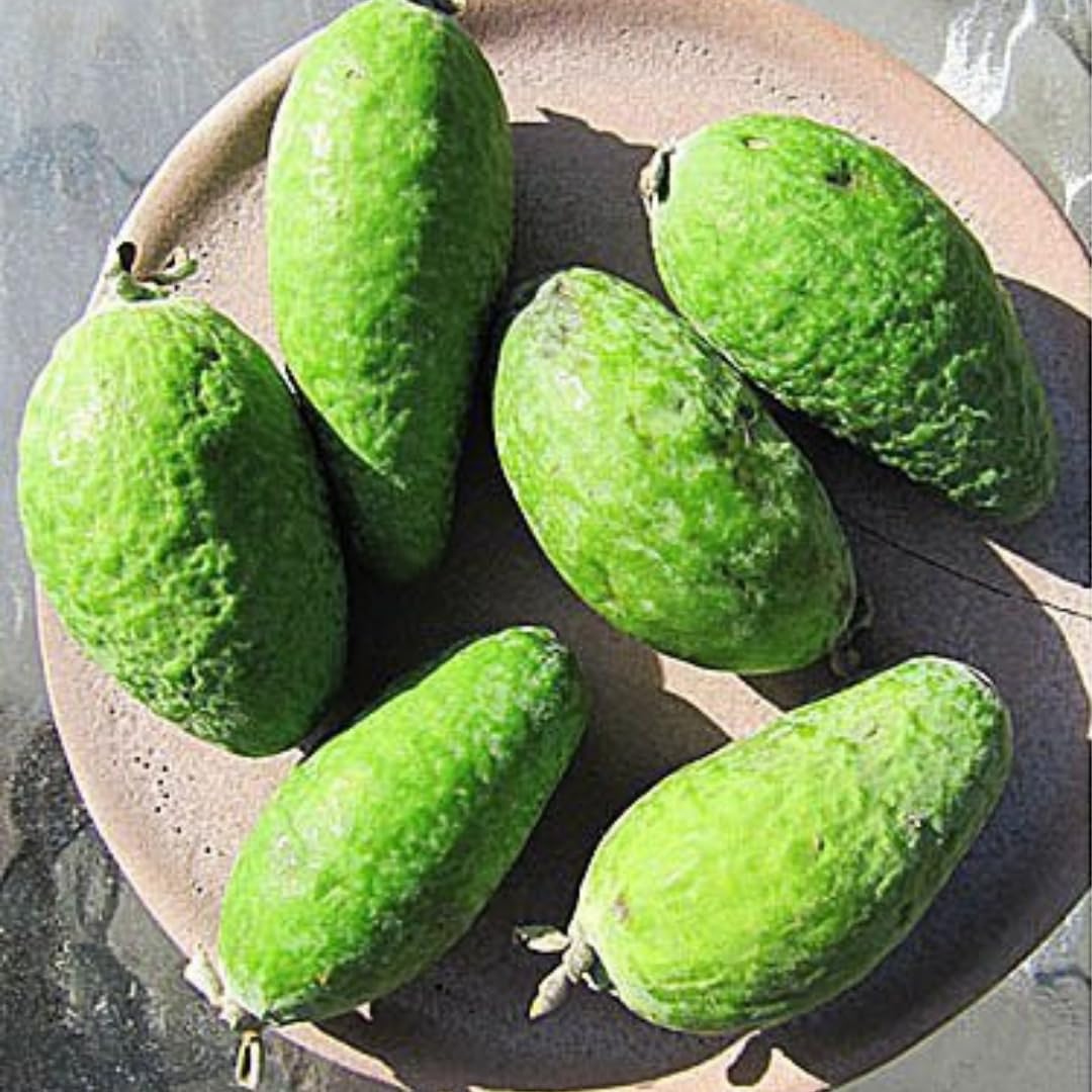 2 Pineapple Guava Trees Live Plants for Outdoor Planting, 4 to 6" Starter Plant, Fragrant and Sweet Guava