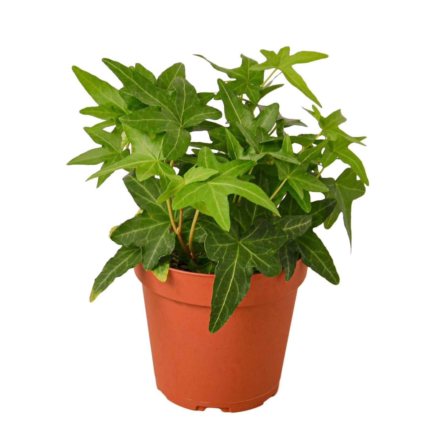 English Ivy Green California - in 4in Pot - Live Plants Tropical Houseplants | Variegated | USA Growers | The Snobby Leaf