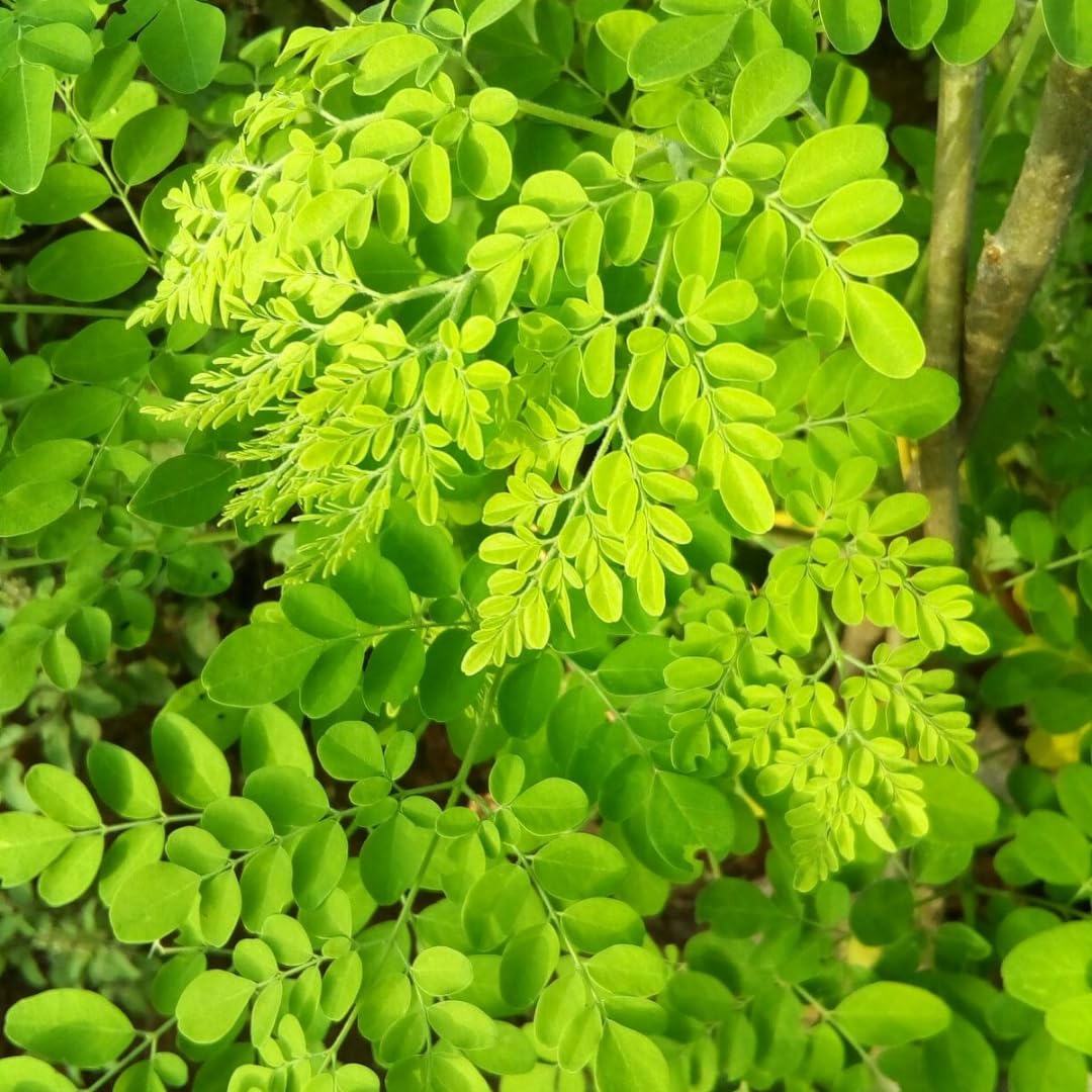 2 Moringa Trees Live Plants, Moringa Oleifera Drumstick Plant Live, 4 Inc Pot, Herb Garden Planting