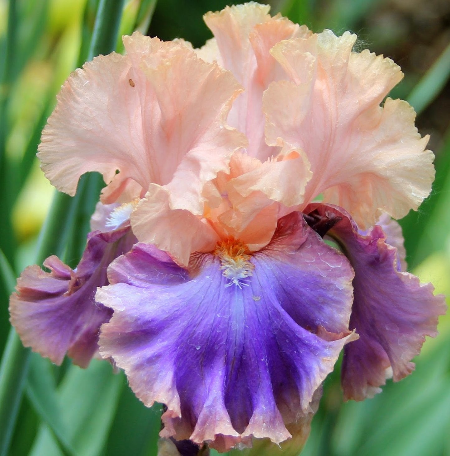 Sapphire, Florentine Silk, Reblooming Tall Bearded Iris Rhizome, Root, Plant