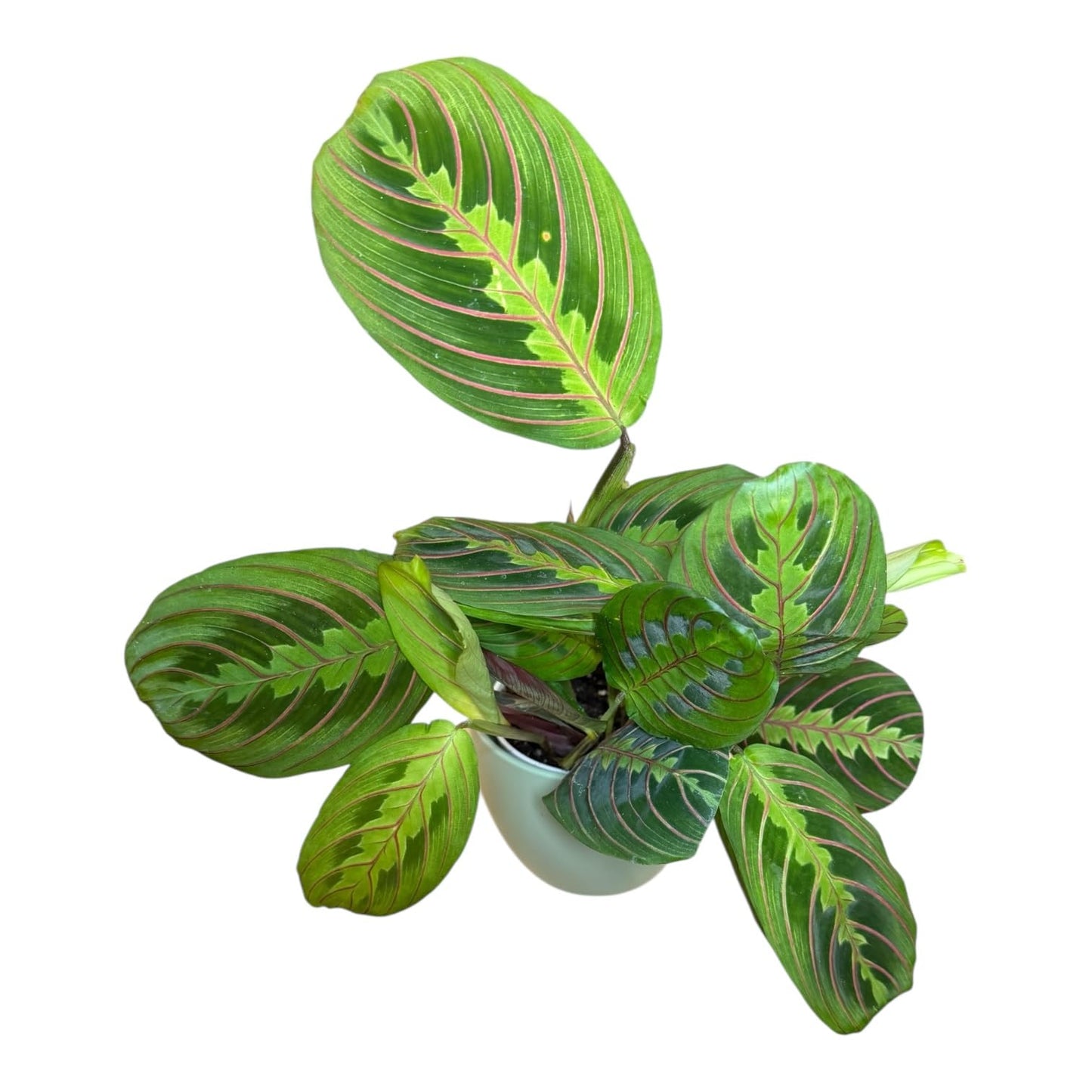 Live Plant, Red Maranta Prayer Plant, Pet Friendly, Air Purifying Plant, Easy Care, Easy to Grow Live Indoor Plant, Houseplant, Rare Indoor Plant, Home Décor 4.7 inch Pot (Sage)