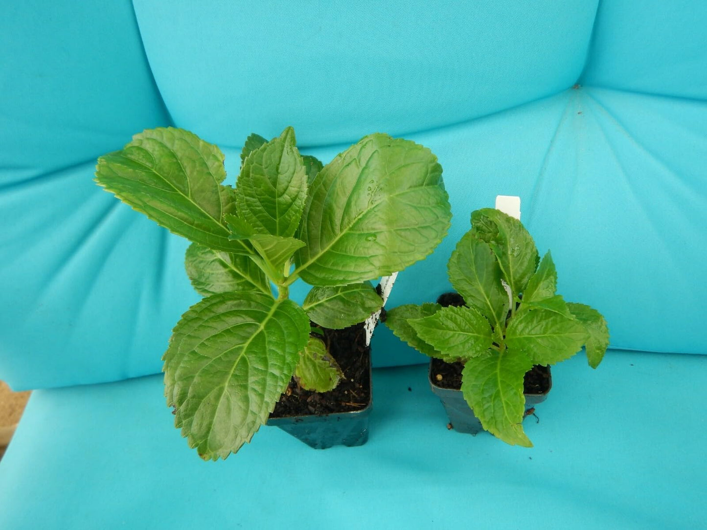 Live Plant - Hydrangea Starter Plant Opens White Then Pink Then to Blood Red