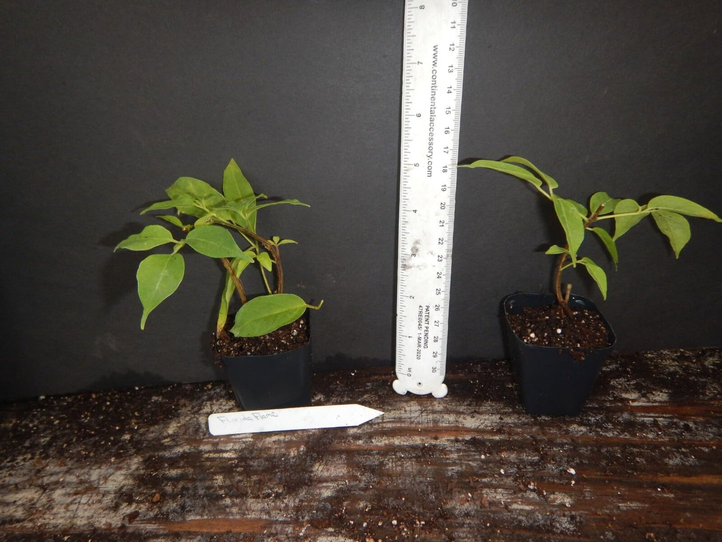 Live Plant - Florida Flame Phyrostegia Vine Small Rooted Starter Plant Hummingbird Heaven!