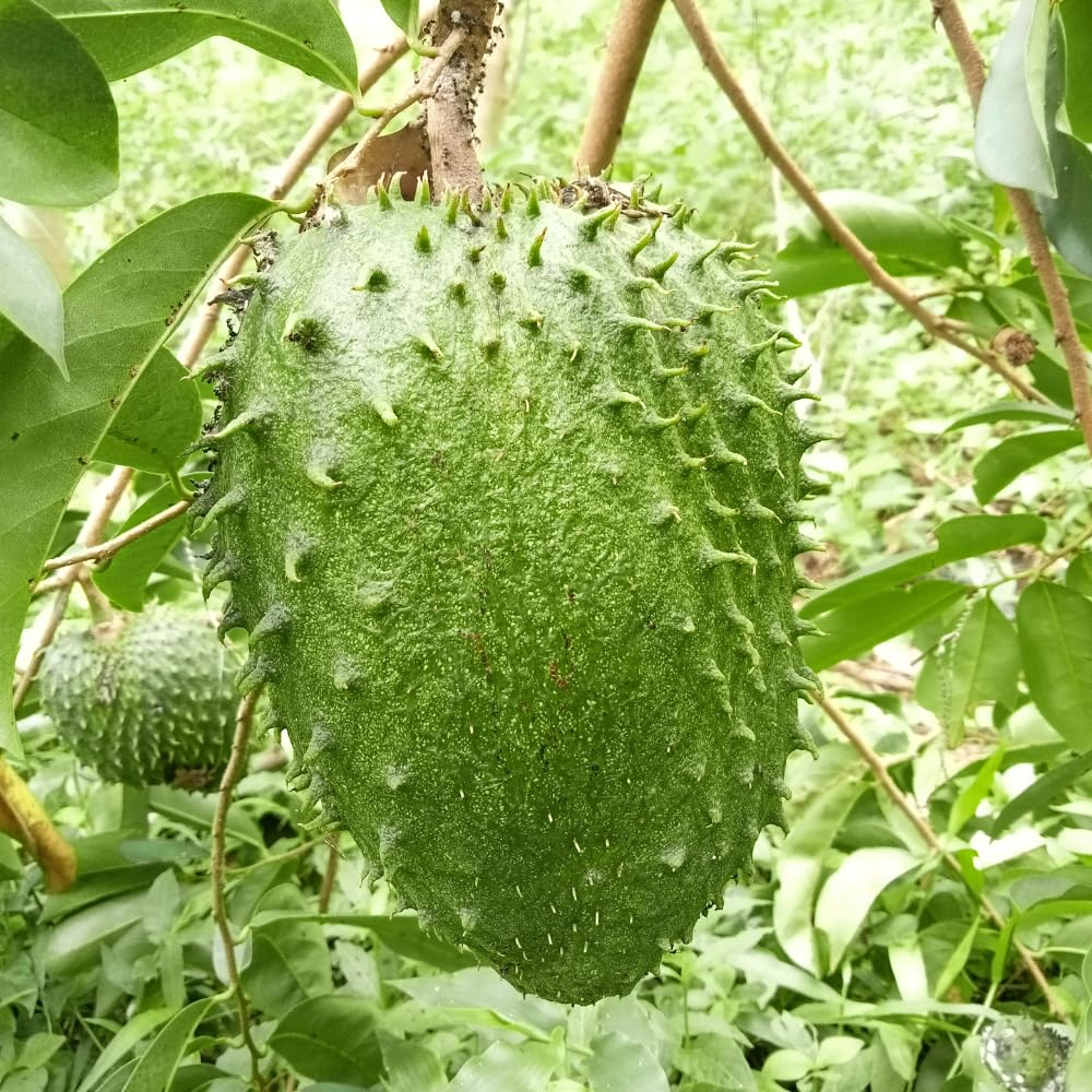 Sweet Giant Soursop Tree Live Plants, 2 Year Old Annona Muricata Guanabana Trees, 3 Gallon Pot, 2 to 3 Feet Tall for Outdoor Garden, No Ship to CA