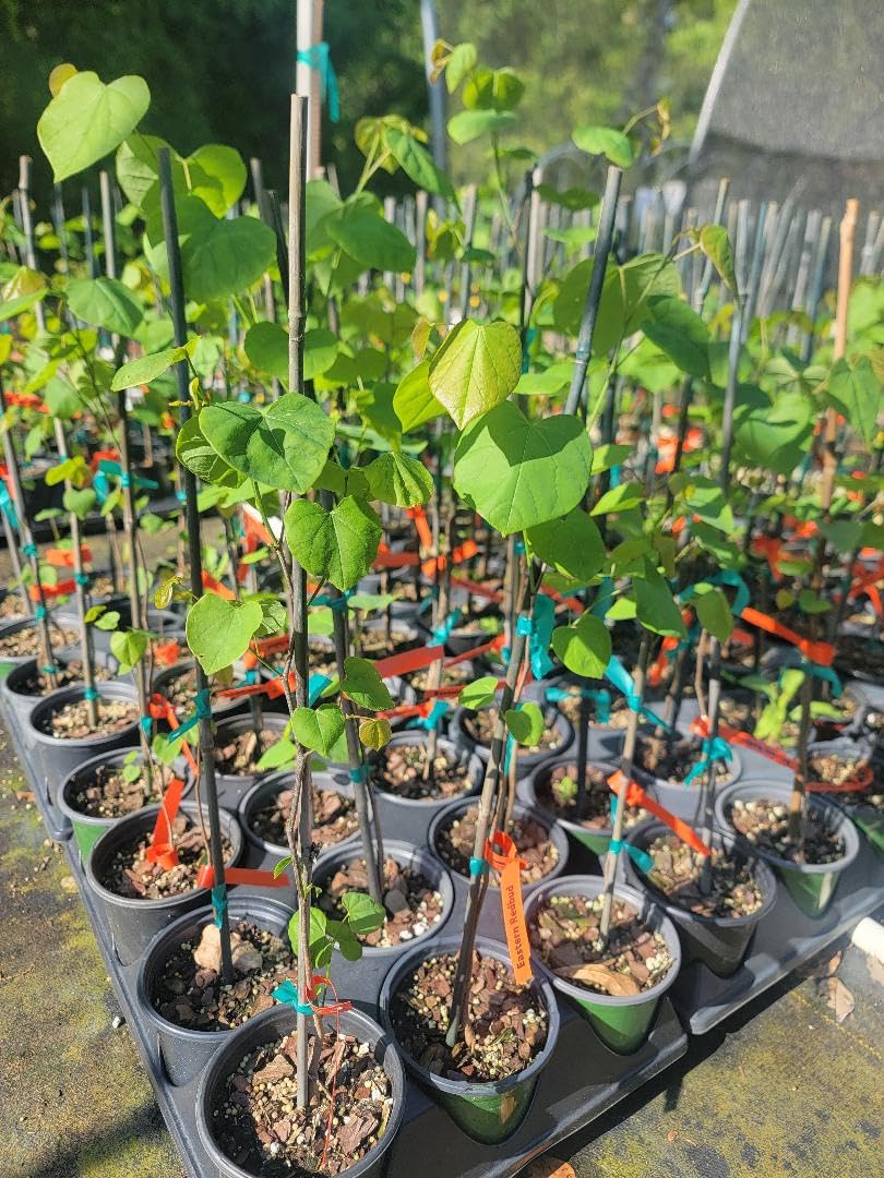 New Life Nursery & Garden / - Eastern Redbud Tree (Cercis), Quart Pot