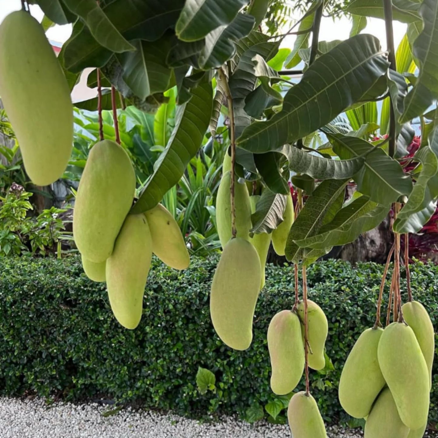 Thai Mango Plant Live, Sweet Tropical Mango Live in 3 Gallon Pot, Mango Fruit Tree for Outdoor Planting, 3-4 Feet Tall, No Ship to CA