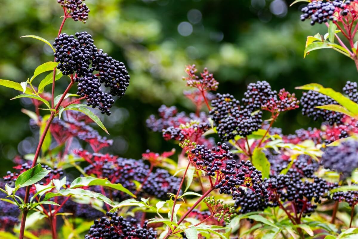 1 Elderberry Plant Live for Planting, American Elderberry Bush Live Plant Black Elderberries 6 to 12 Inc Tall