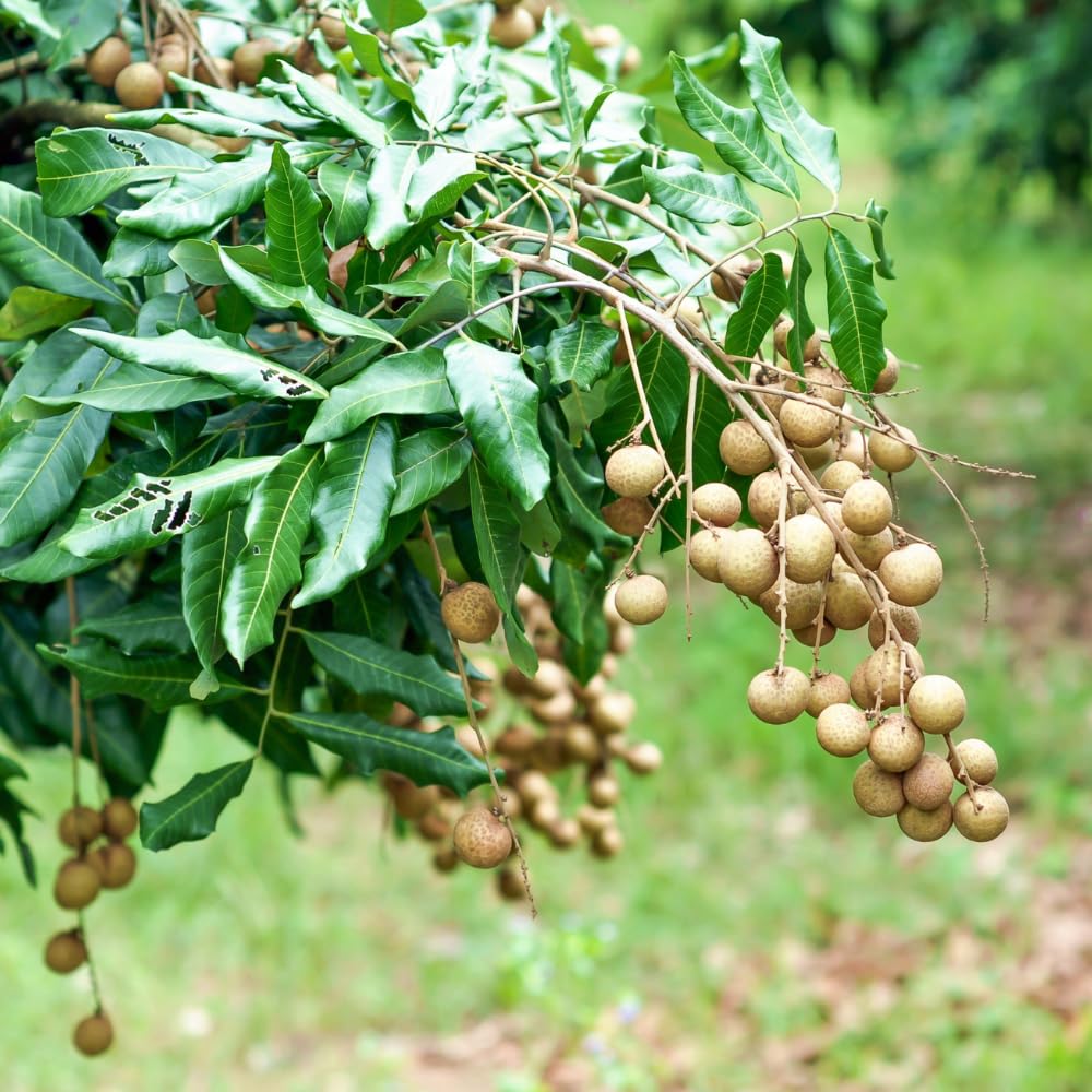 Longan Tree Live Plant, 8-10 Inches Tall in 4 Inch Pot, Tropical Fruit Tree for Indoor or Outdoor Growing