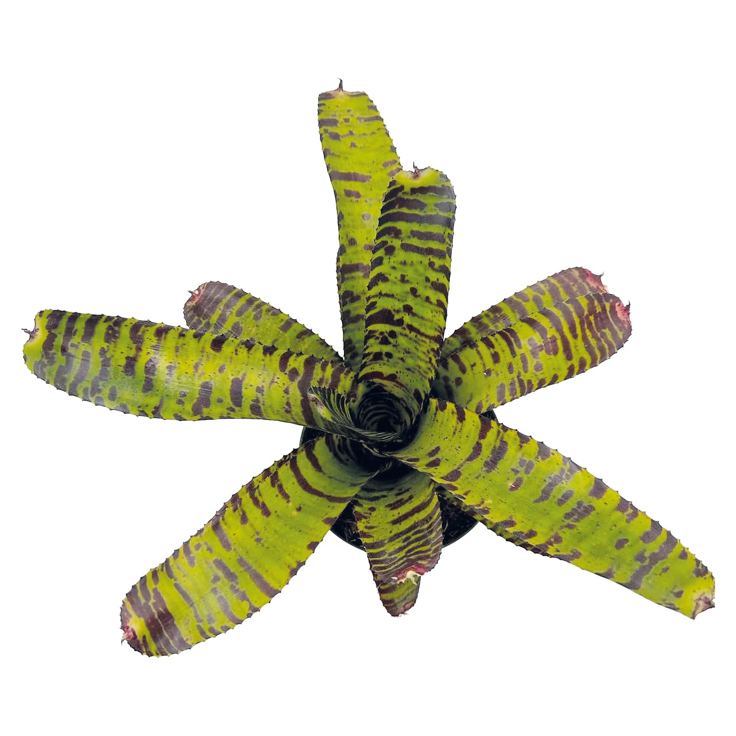 ragnaroc Live Plants – Bromeliad Neoregelia Dragon, 8-12" in 6" Pot - 1ct - Live Arrival Guaranteed - House Plants for Home Decor & Gift