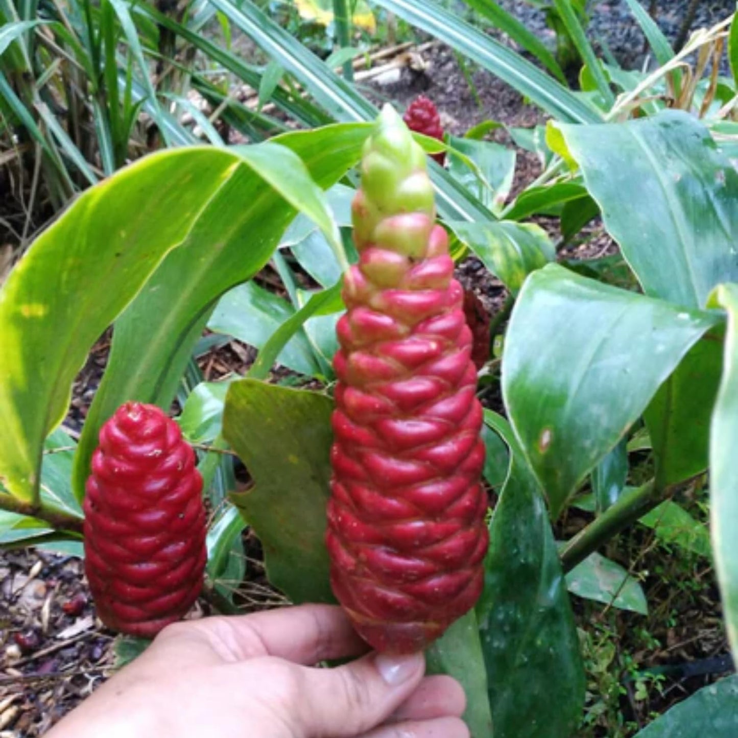 Pack 8 Awapuhi Shampoo Ginger Roots, Zingiber Zerumbet Pinecone Ginger Rhizomes to Grow