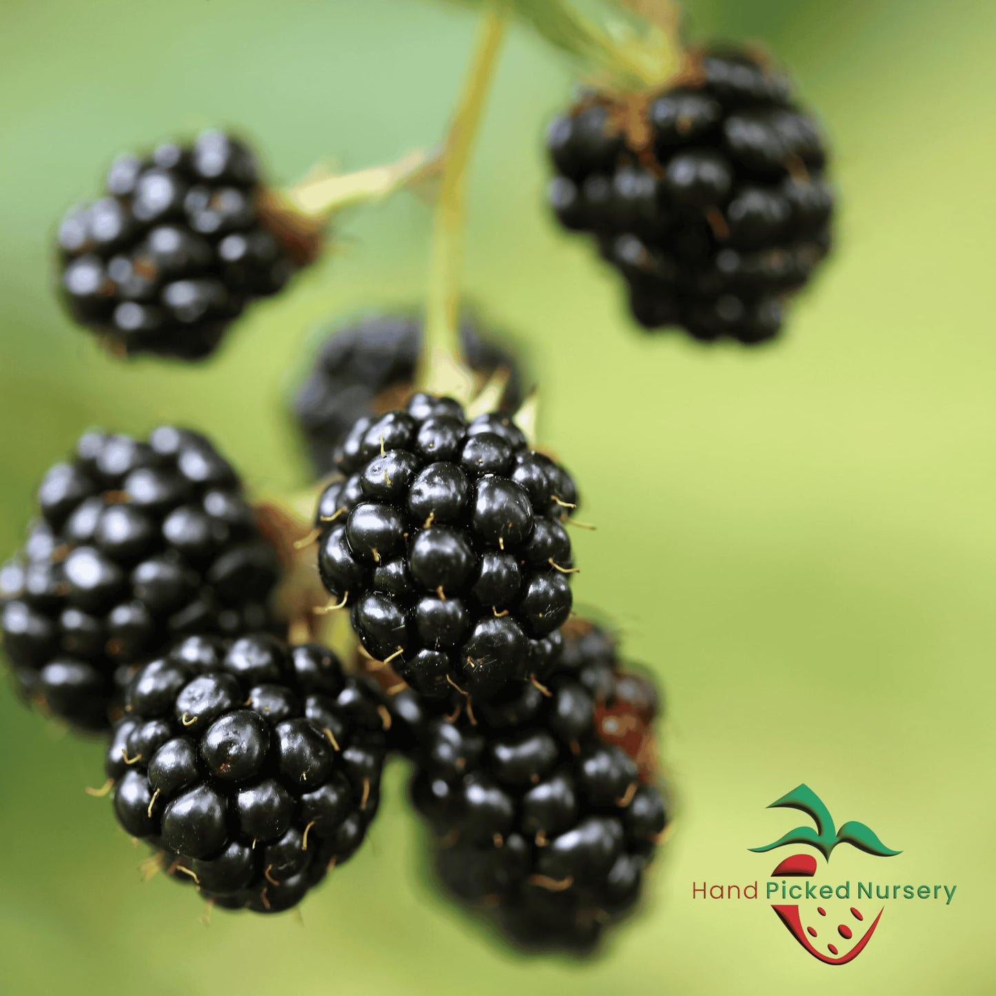 BlackBerry Plants, 'Caddo' BlackBerry Plants - Consistently High Yields! Thornless and Upright Growing Blackberries from Hand Picked Nursery (1)