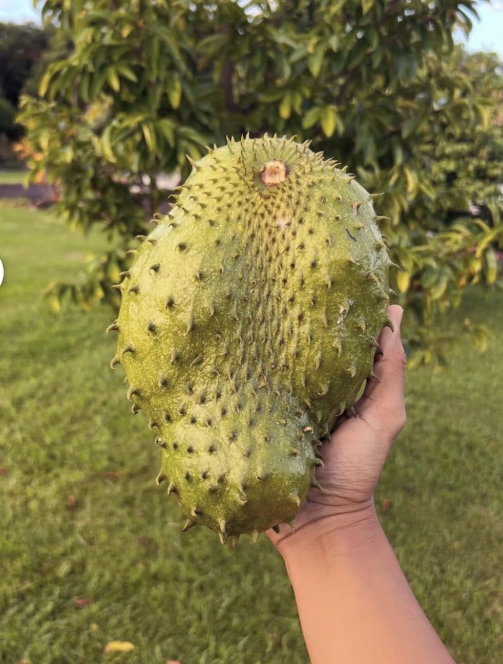 Soursop (Annona muricata graviola) Guanabana Tropical Live Fruit Tree(10in to 24in)