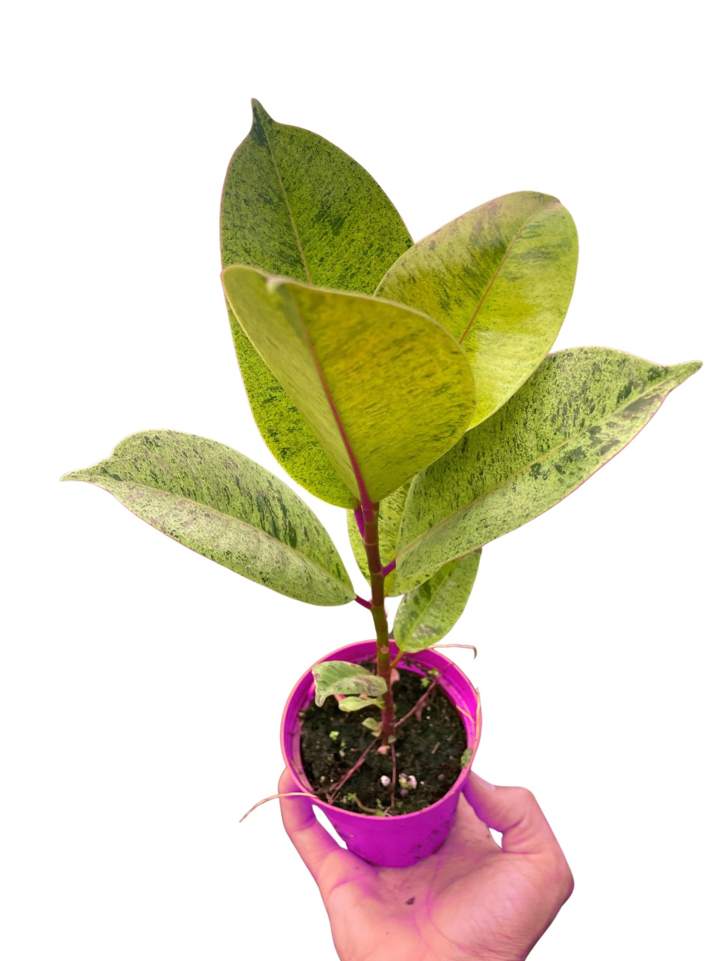 Ficus 'shivereana' Moonshine in 4in Pot - Live Rare Plant - Easy to Grow | Variegated | USA Growers | The Snobby Leaf