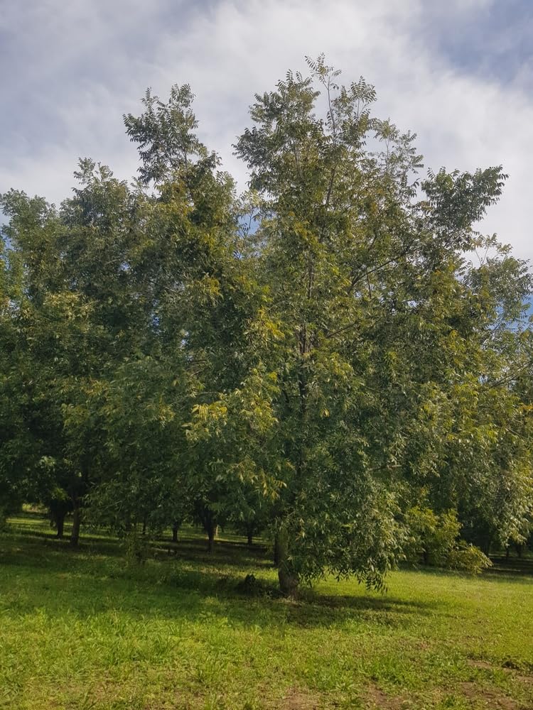 Northern Pecan Trees for Planting | Live Tree Seedlings | No Ship to California (1 Tree)