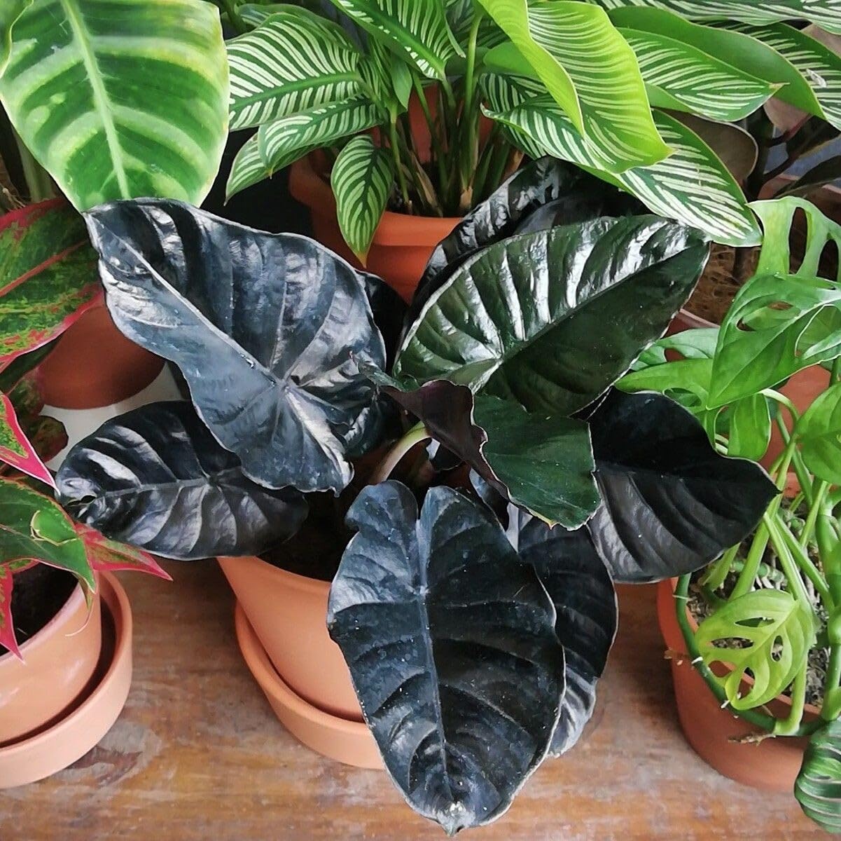 Live Plant - Kapit Alocasia Infernalis Small Well Rooted Starter Plant