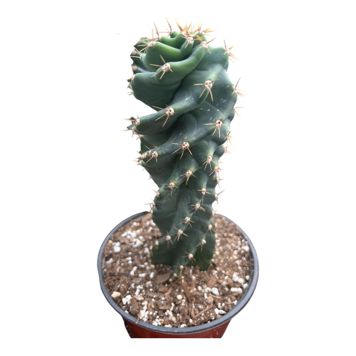 Live Spiral Cactus β Twisted Cereus for Indoor/Outdoor Display | Unique Spiral Succulent in 6-Inch Pot | Low Maintenance Live Plant