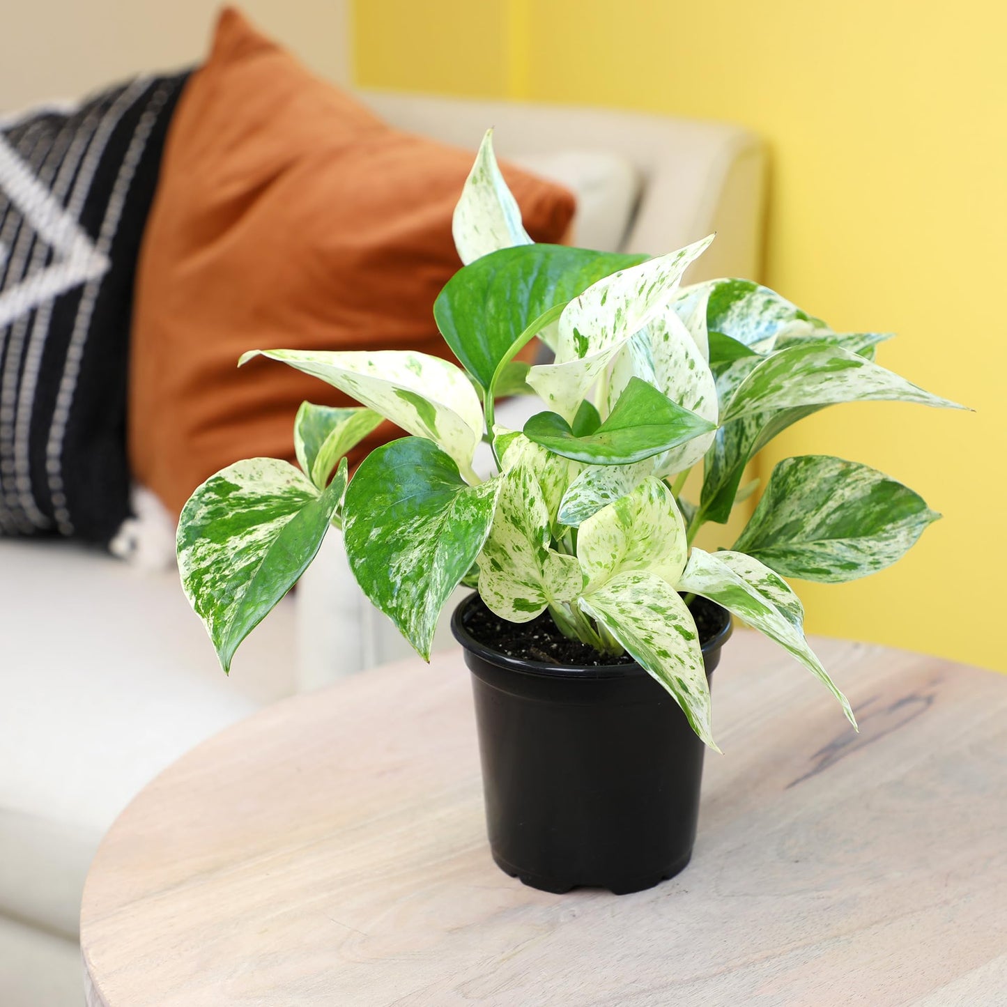 Altman Plants Deluxe Houseplants (3 Pack), Assorted Popular Live Indoor Plant Varieties, Easy Plant Care, 4.25 in Pots