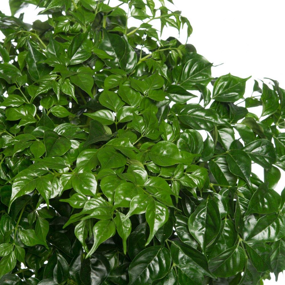 China Doll Plant - Live Plant in a 6 Inch Pot -Radermachera Sinica - Beautiful Easy Care Indoor Houseplant