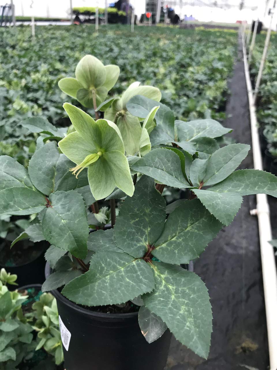 Live Plant Helleborus-X 'Ivory Prince' (Christmas Rose) Walhelivor Perennial, 1-Gallon Potted Plant from Green Promise Farms