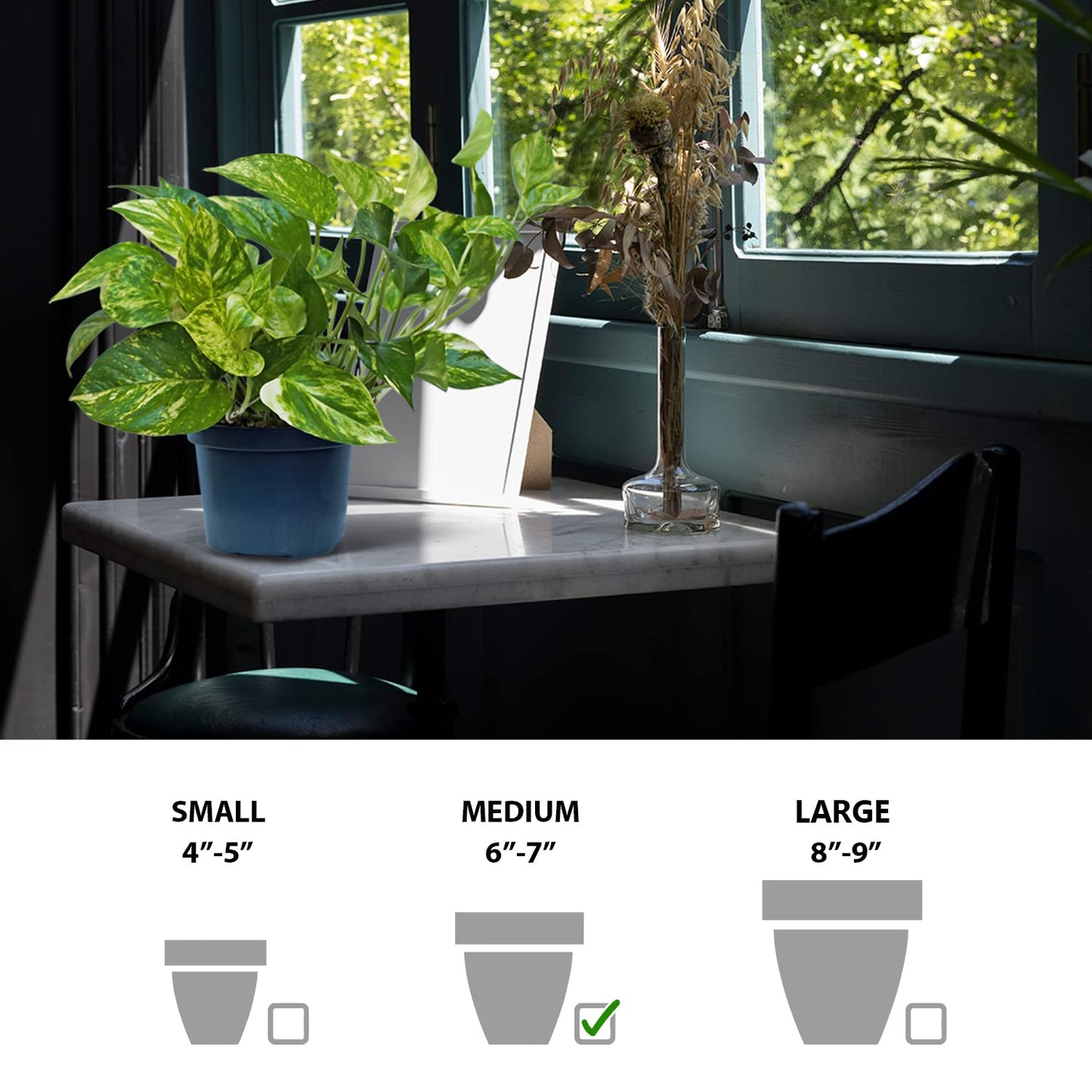 Live Golden Pothos Vine Plant in 6 Inch Pot, Epipremnum Aureum Indoor Houseplant with Trailing Variegated Foliage