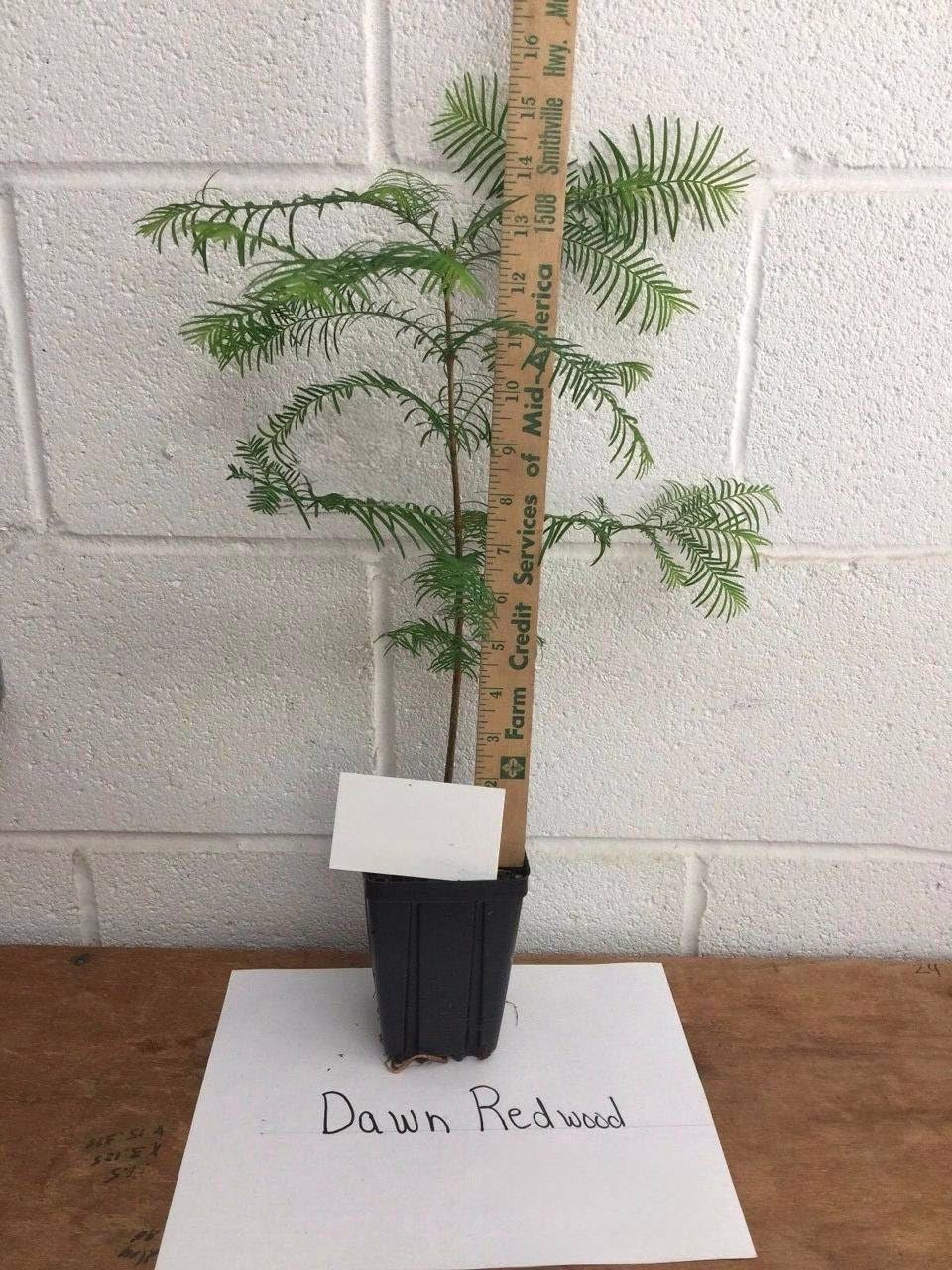 Dawn Redwood Tree - 8-12" Tall Live Plant - Quart Pot - Metasequoia glyptostroboides