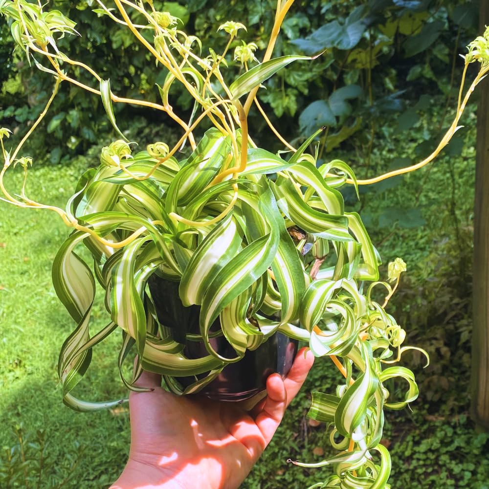Spider Plant, Curly Spider Plant Live Indoor Houseplant 4 Inches Potted
