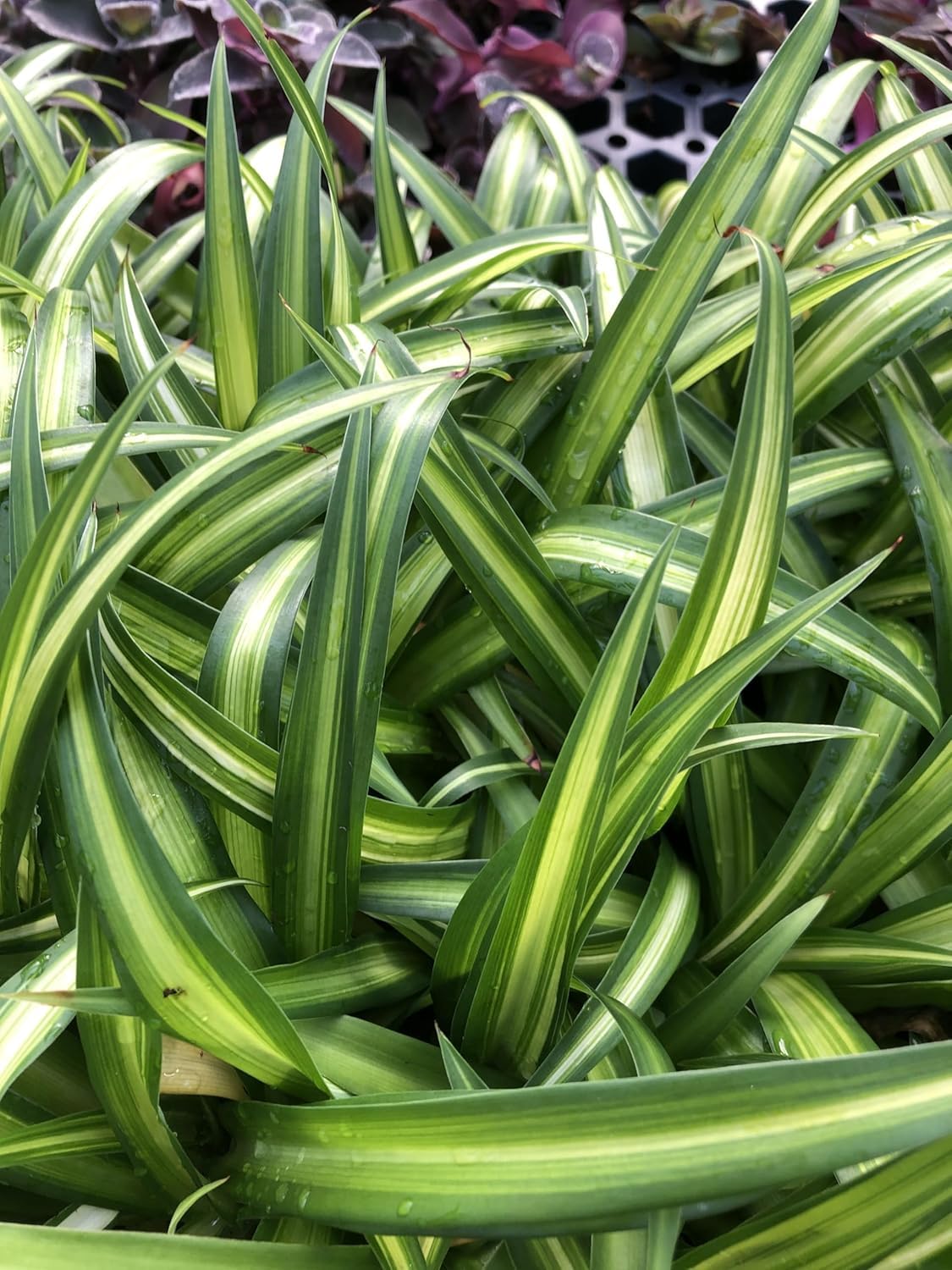 Hawaiian 2 Pack Live Spider Plants - Starter for Home & Office Decor - Air Purifying Rare Houseplants with White & Green Striped Foliage - Easy to Grow Indoor & Garden Plant (Pack of 1)