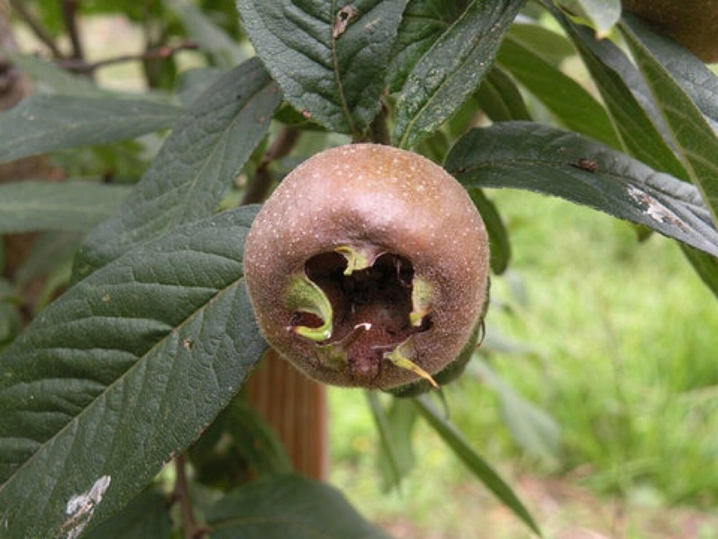 Nefle De October Medlar Tree, Mespilus germanica, grafted 1 Year Old Plant 6-12" Tall