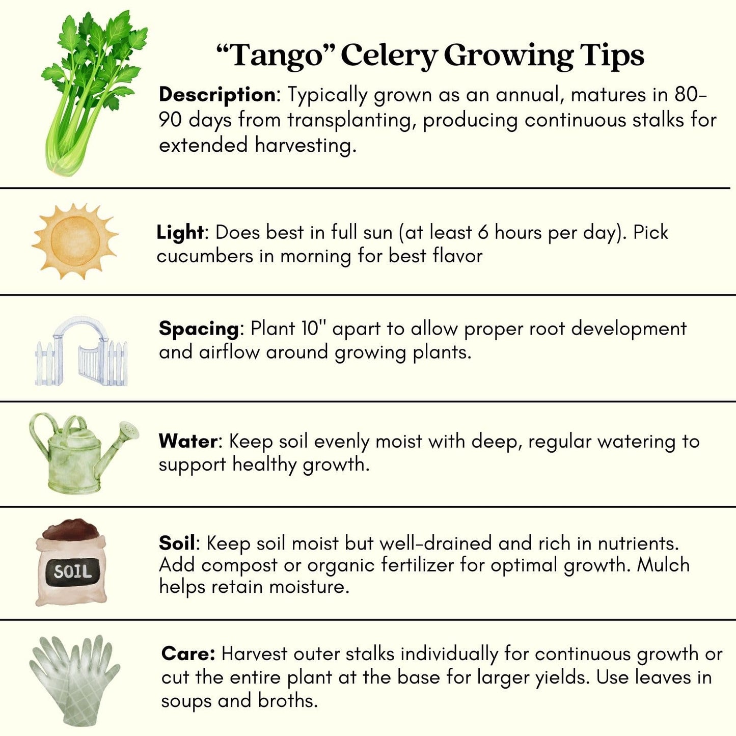 Clovers Garden Celery Tango Plants - Two (2) Live Plants – Non-GMO - Not Seeds - Each 4" to 8" Tall – in 4" Inch Pots - Heat Tolerant, High Yield, Fast Growing