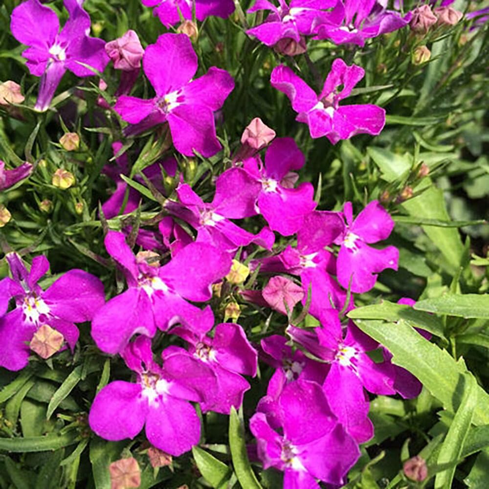 Lobelia Riviera Rose Seeds, Extra-Early Blooming Variety, Magenta Flowers, 100 Pellet Seeds