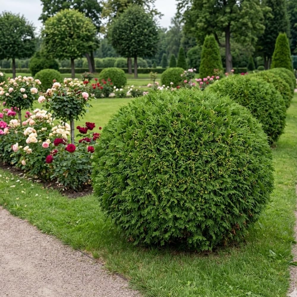 2 Live Mr Bowling Ball Arborvitae Plants, 4-6" Tall in Quart Pot, Low Maintenance, Hardy, Decorative Evergreen Trees Live Plants for Garden, Pathways & Landscape