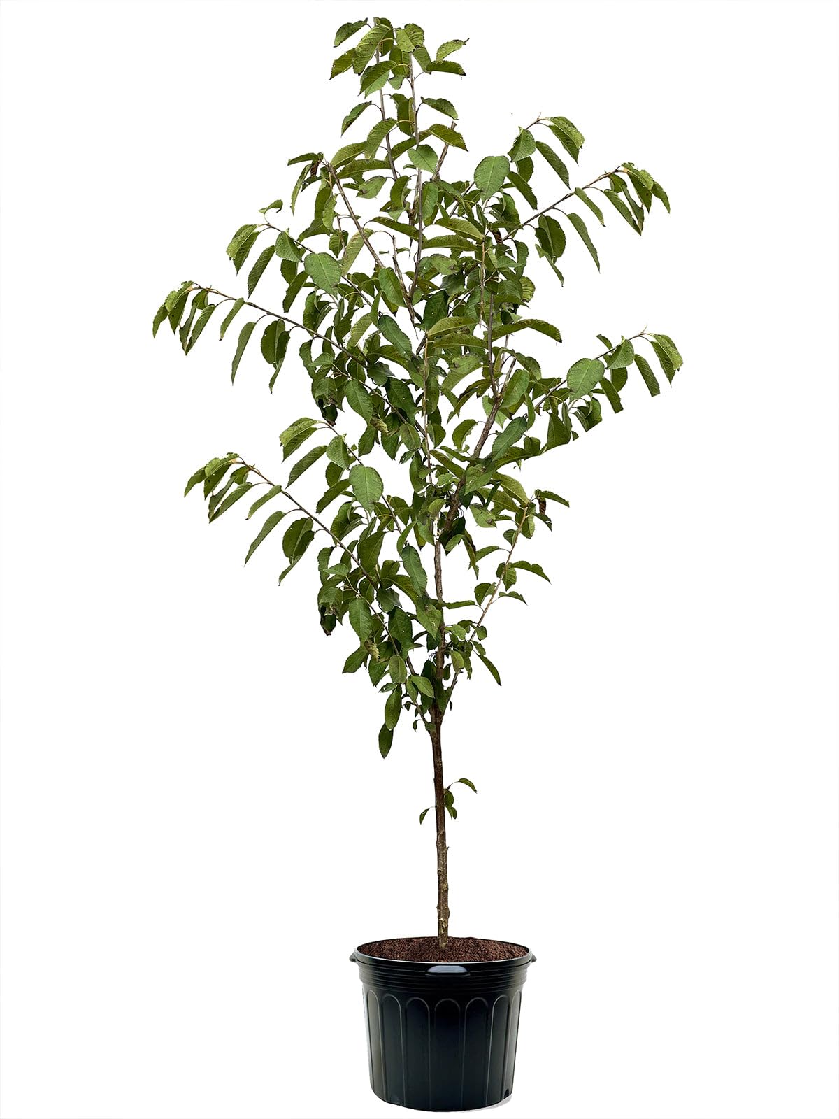 American Plant Exchange Cherry Tree 'Brooks' – Live Fruit-Bearing Plant, 3-4 ft Tall, 7-Gallon Pot, Cold-Hardy, Sweet & Juicy Red Cherries for Home Orchards, Backyard Gardens & Edible Landscapes