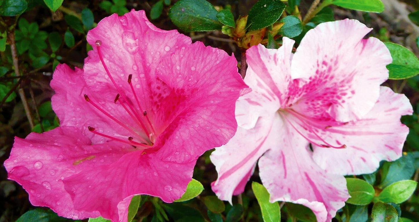 Live Plant - Conversation Piece Azalea Rhododendron Starter Plant Stunning Multi Color Blooms