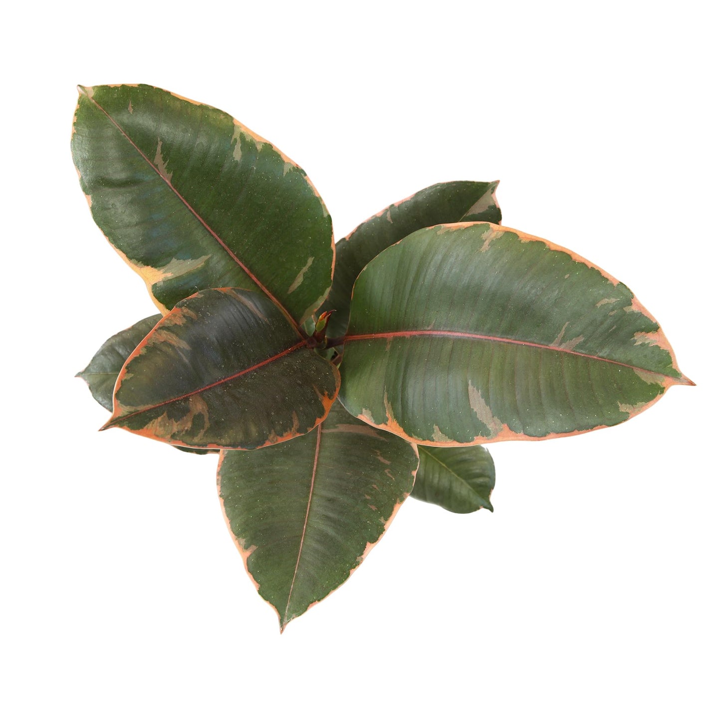 Altman Plants 'Ruby' Live Ficus Tree in 6 Inch White Plastic Plant Pot, Easy Plant Gift, Desk Plant & Office Plant, Variegated Rubber Plant Live Indoor Plant Decor in Indoor Plant Potting Soil Mix