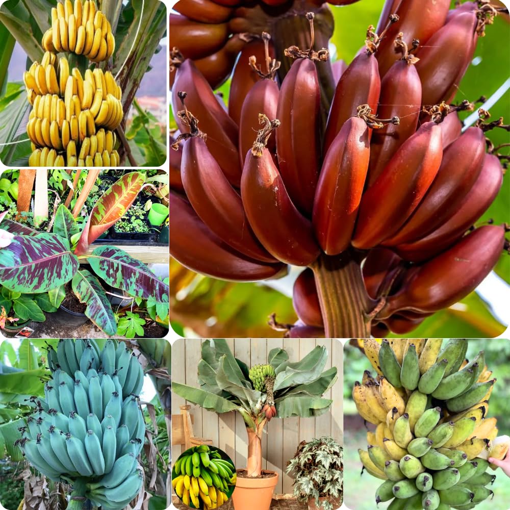Mixed Banana Plant Live, 4-6" Tall Well-Rooted for Indoor Tropical Displays, Cold Hardy Banana Fruit Tree