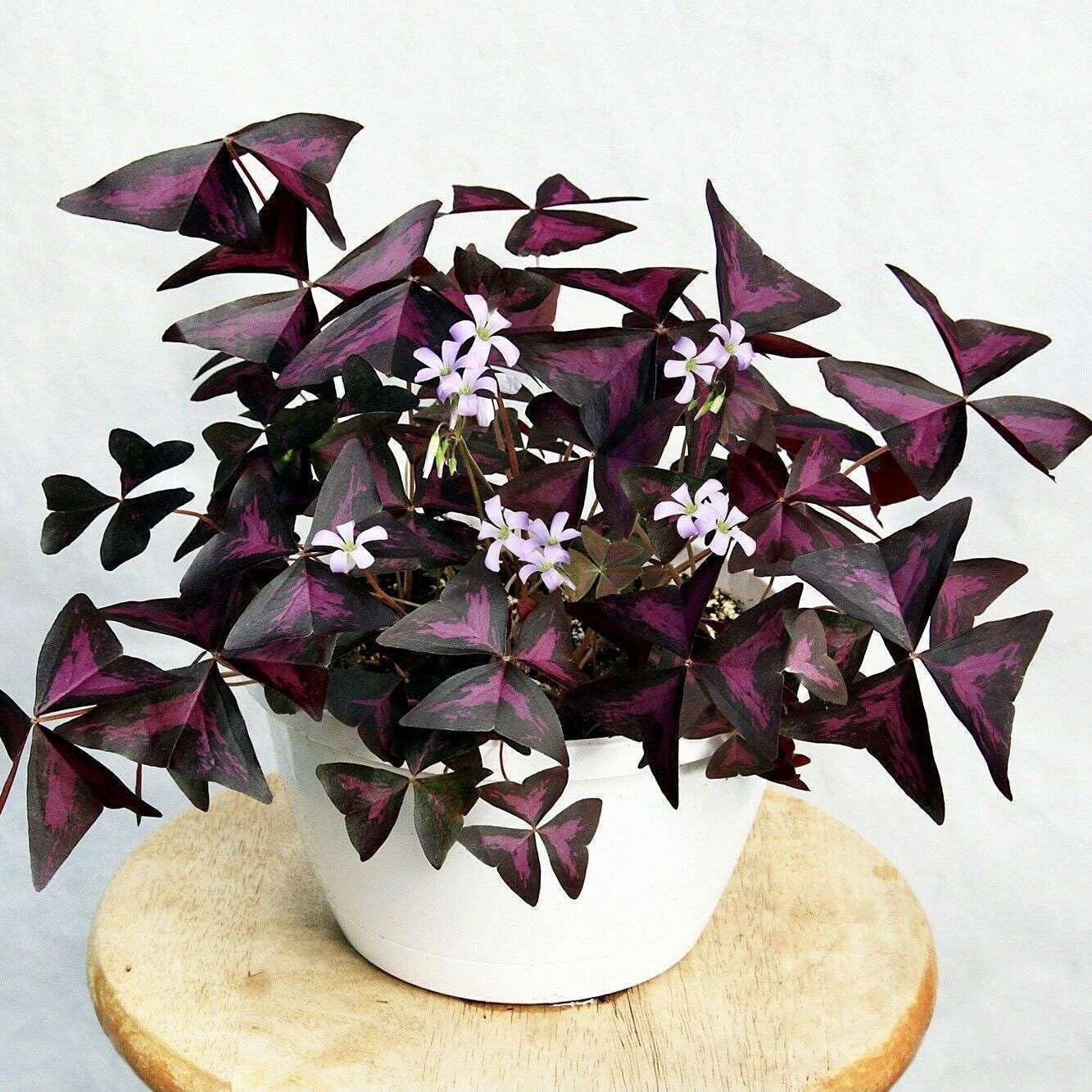 Live Plant - False Shamrock (Oxalis Triangularis) Ornamental Live Plant 10โ-20โ